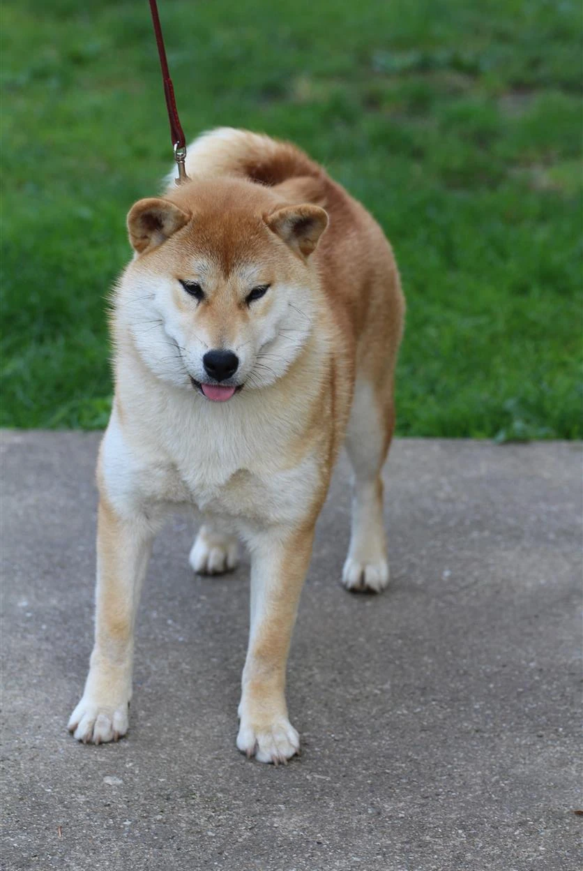 Shiba Inu s PP FCI