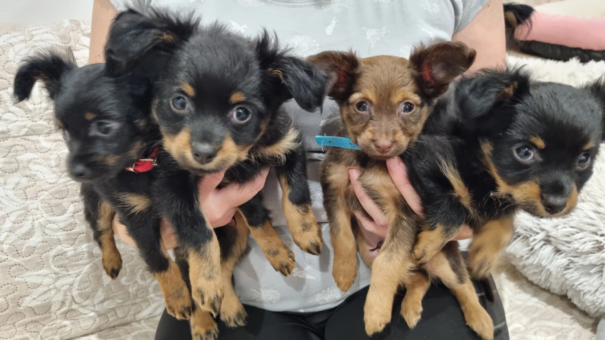 Ruský toy dlouhosrstý s PP FCI