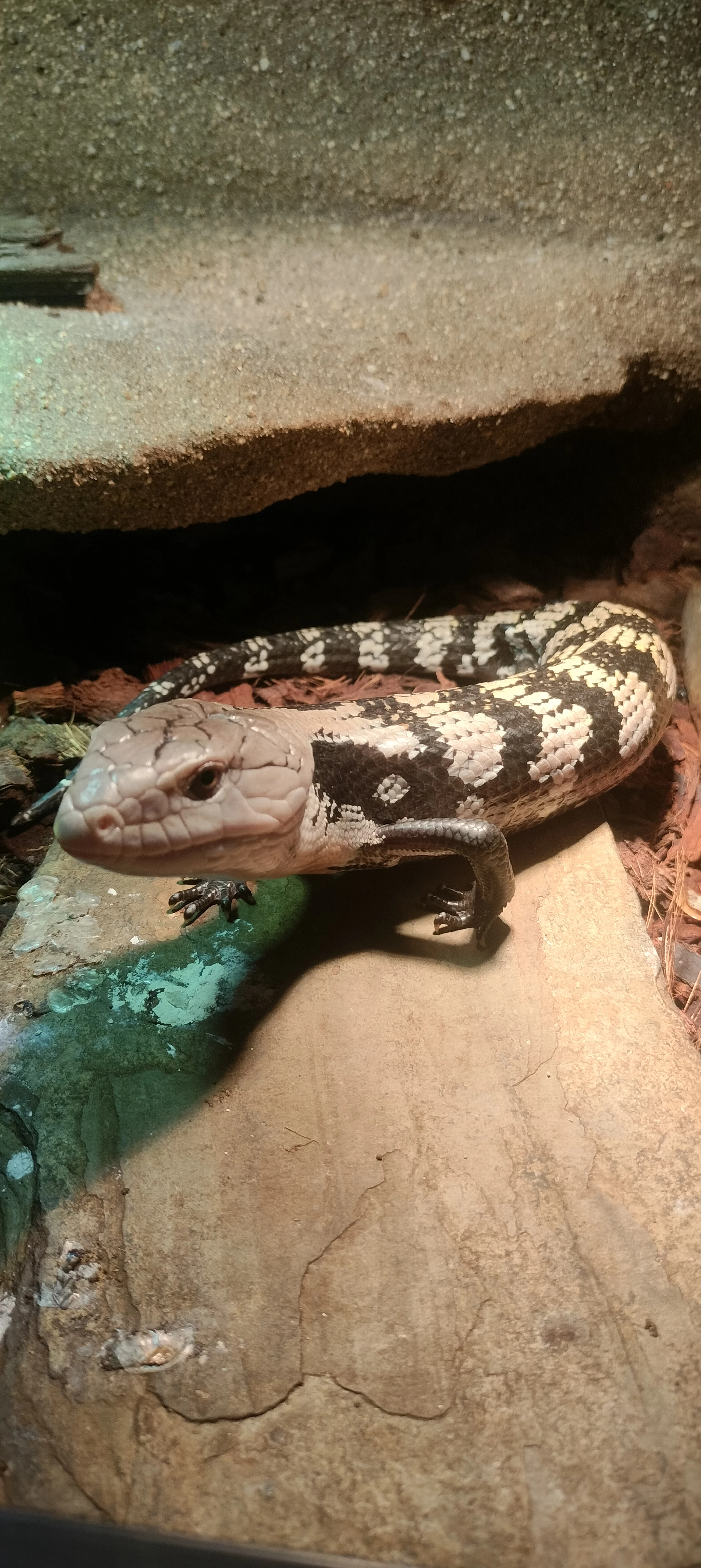 Tiliqua gigas halmahera