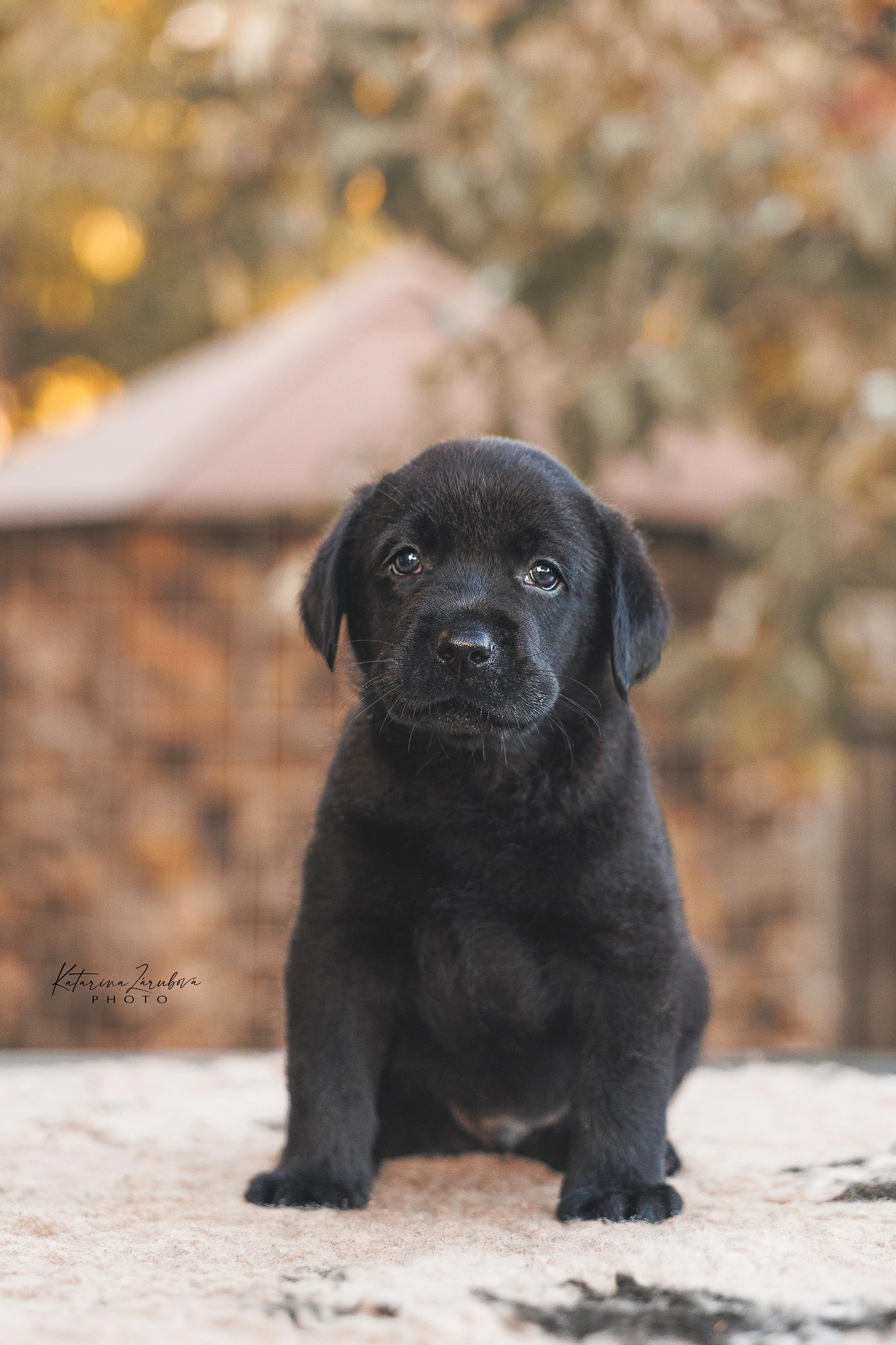 Štěňátko labradora s PP