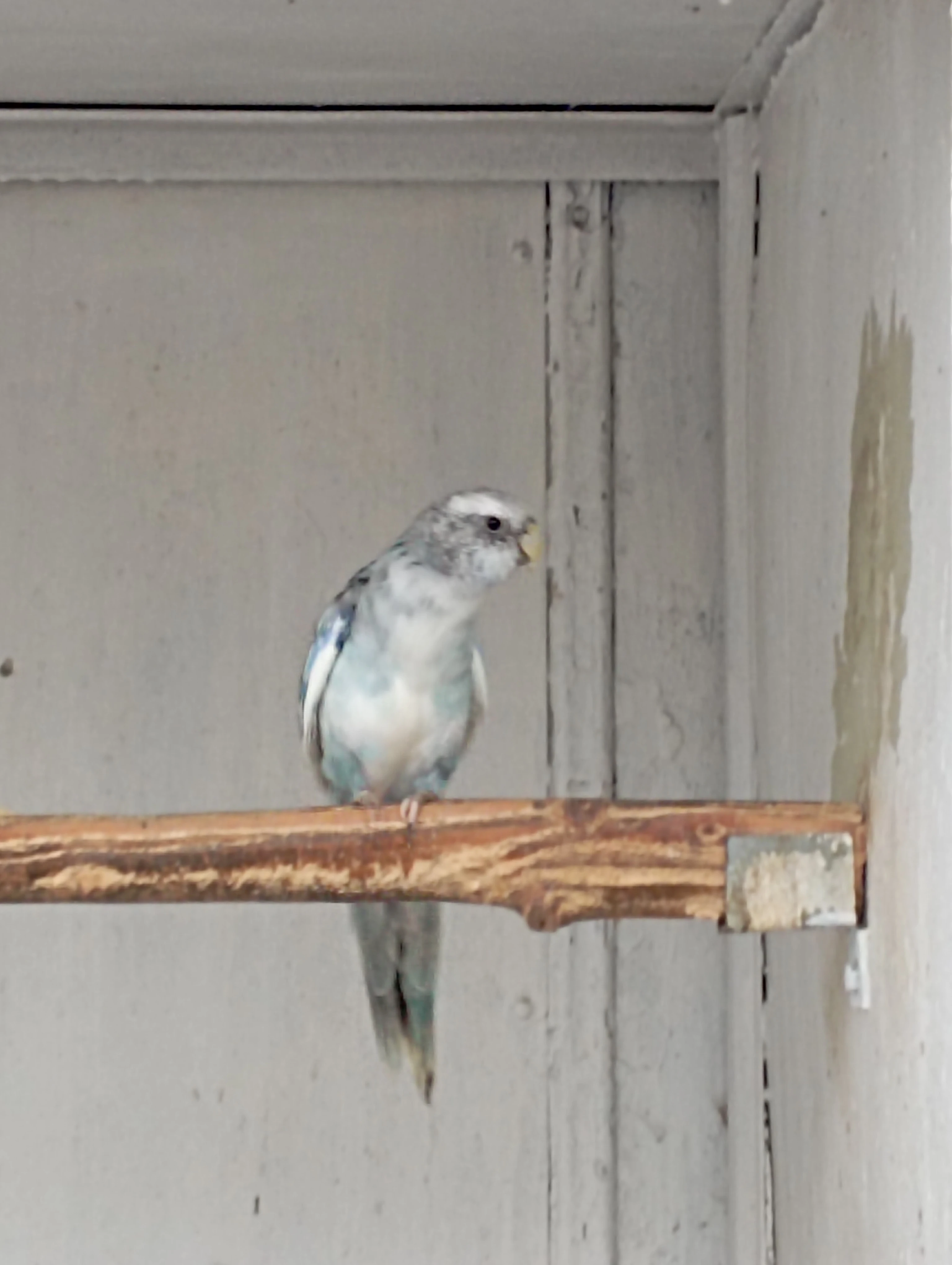 Rosely pestré mutace