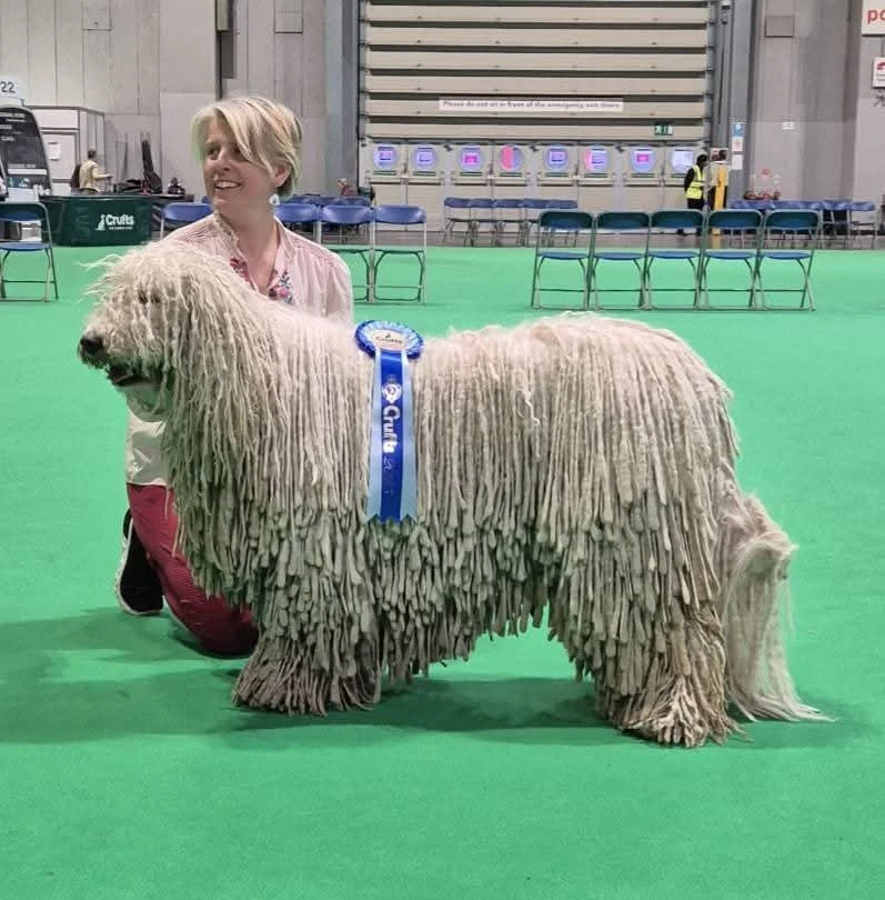 Komondor