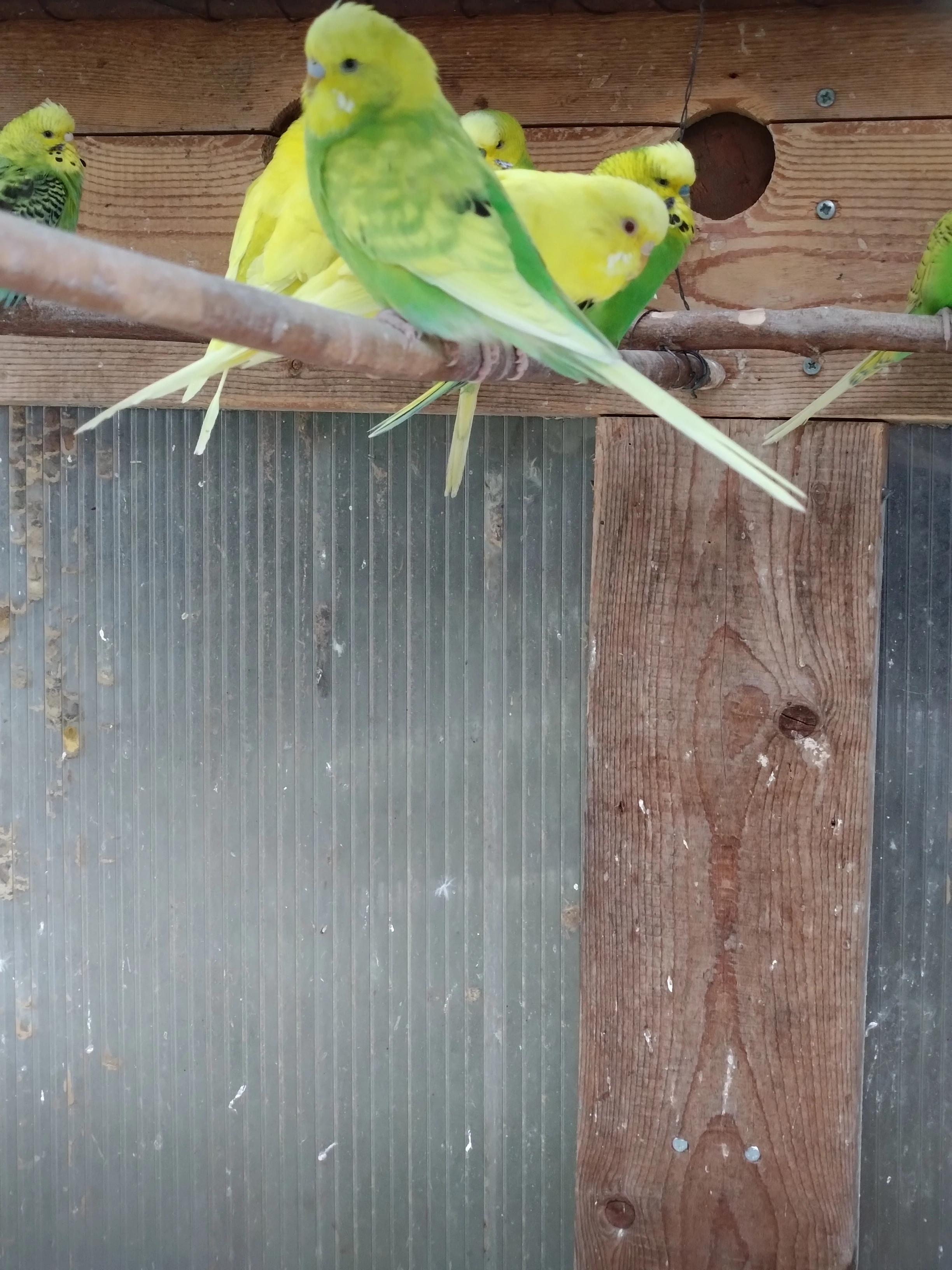 Prodej andulky vlnkované