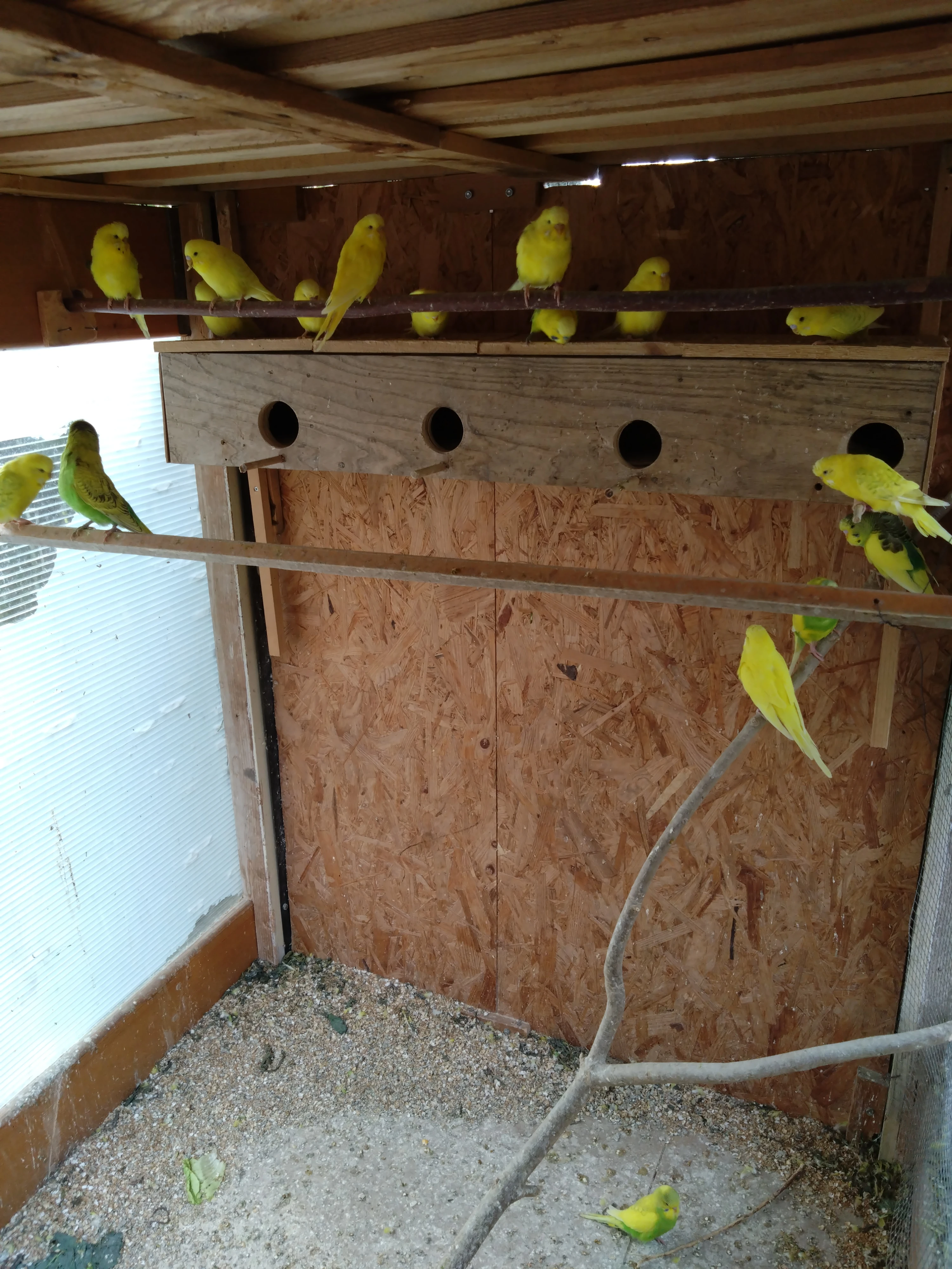 Prodej andulky vlnkované