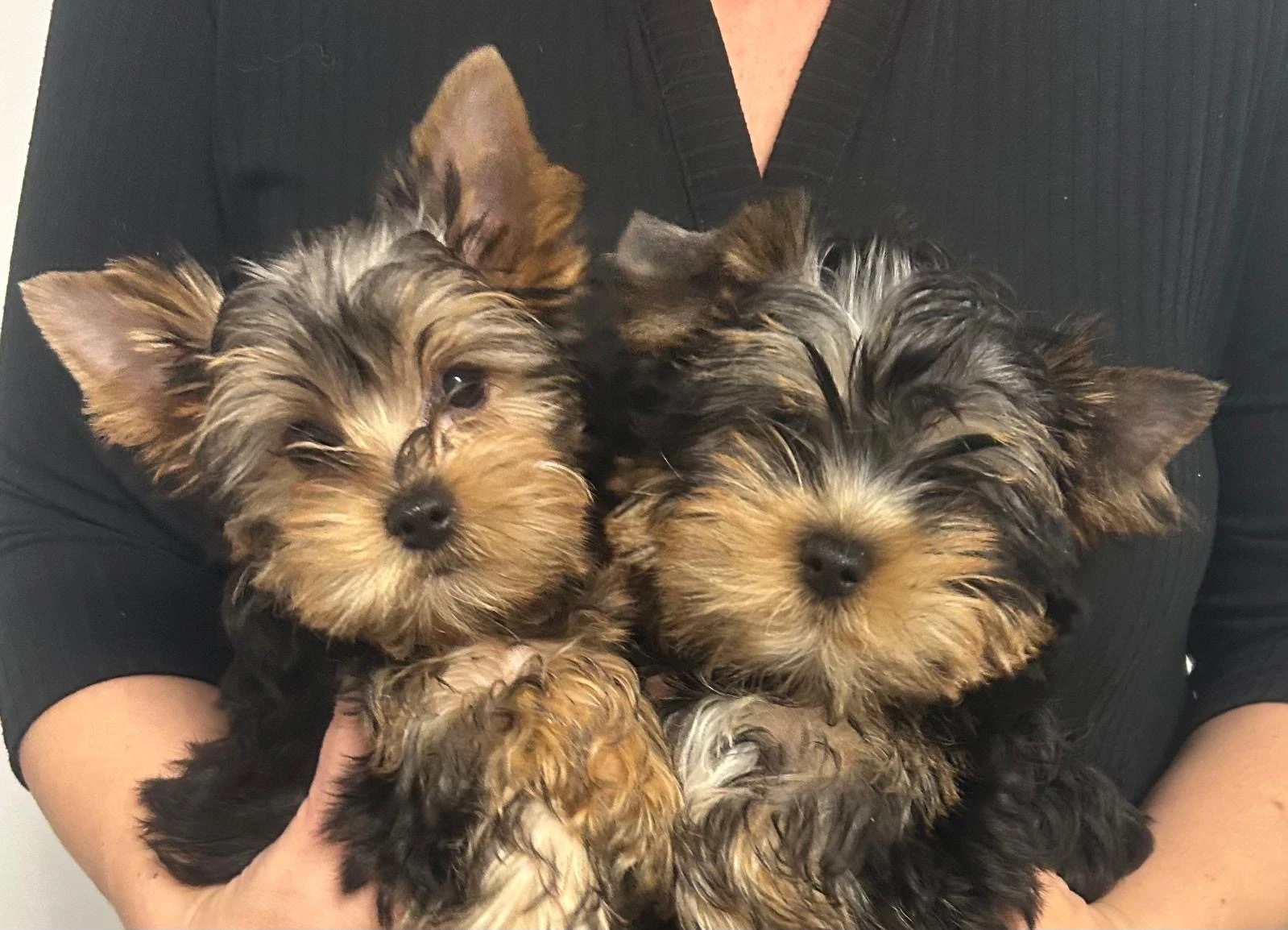 Jorskšírský teriér s PP klasický 2 kluci ihned k odběru