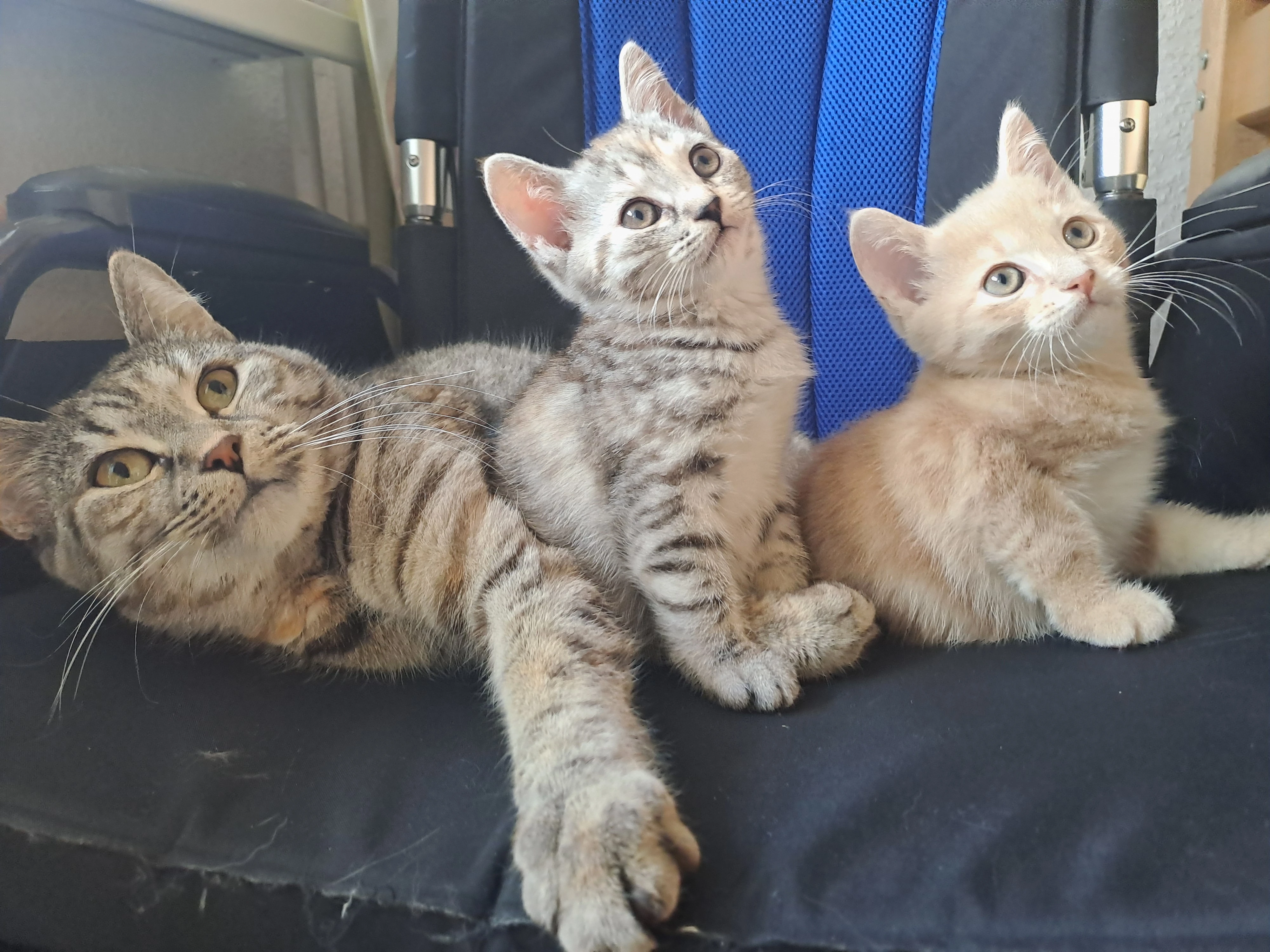 Evropský krátkosrstý kocourek s PP