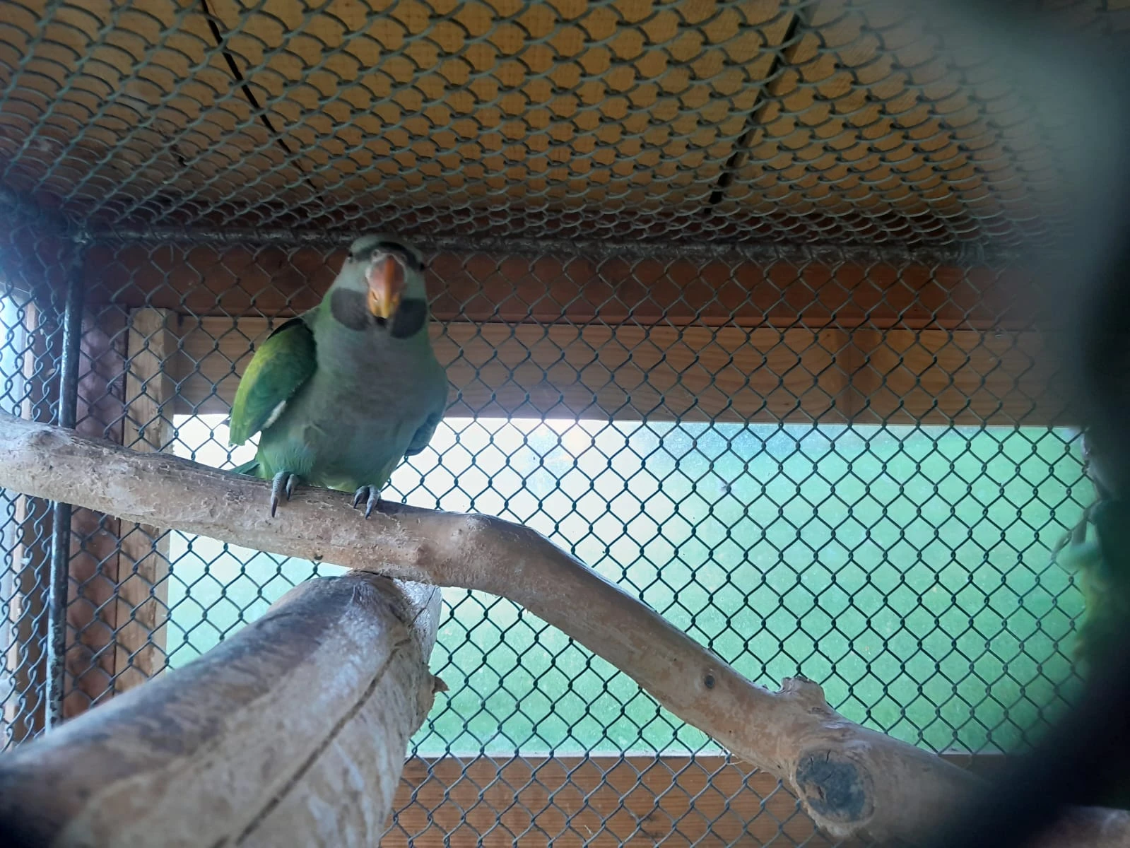 Prodám 3 samice Alexandra čínského  testy DNA rok 2025