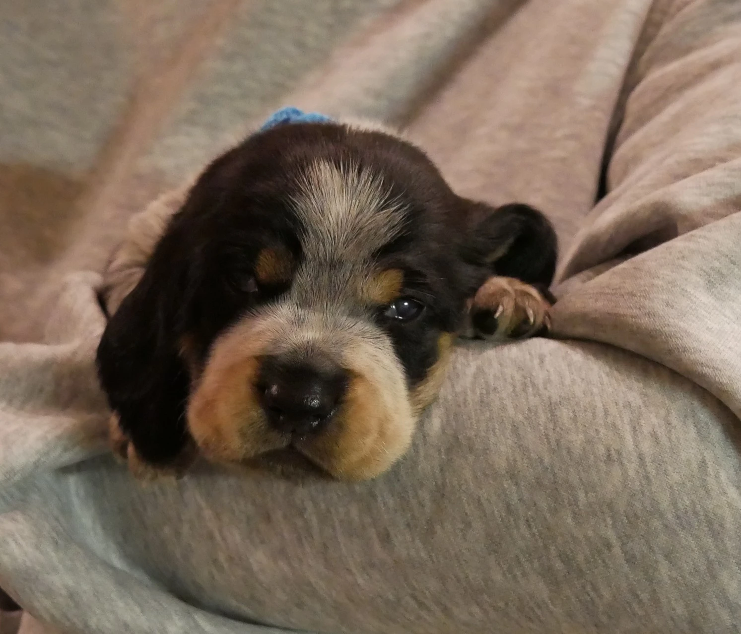 Štěňátka modrého gaskoňského basseta s PP