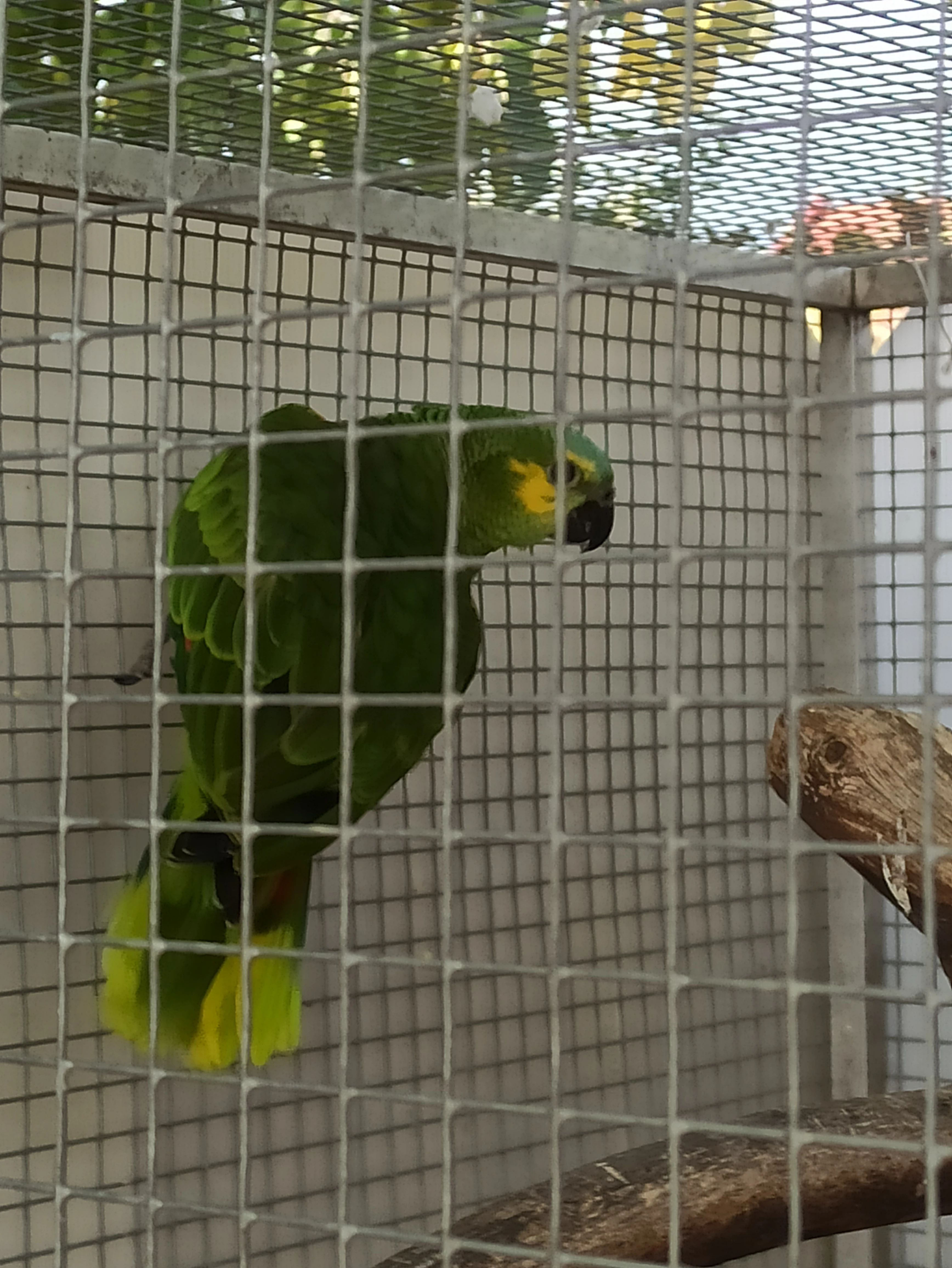 Amazoňan modročelý letošní