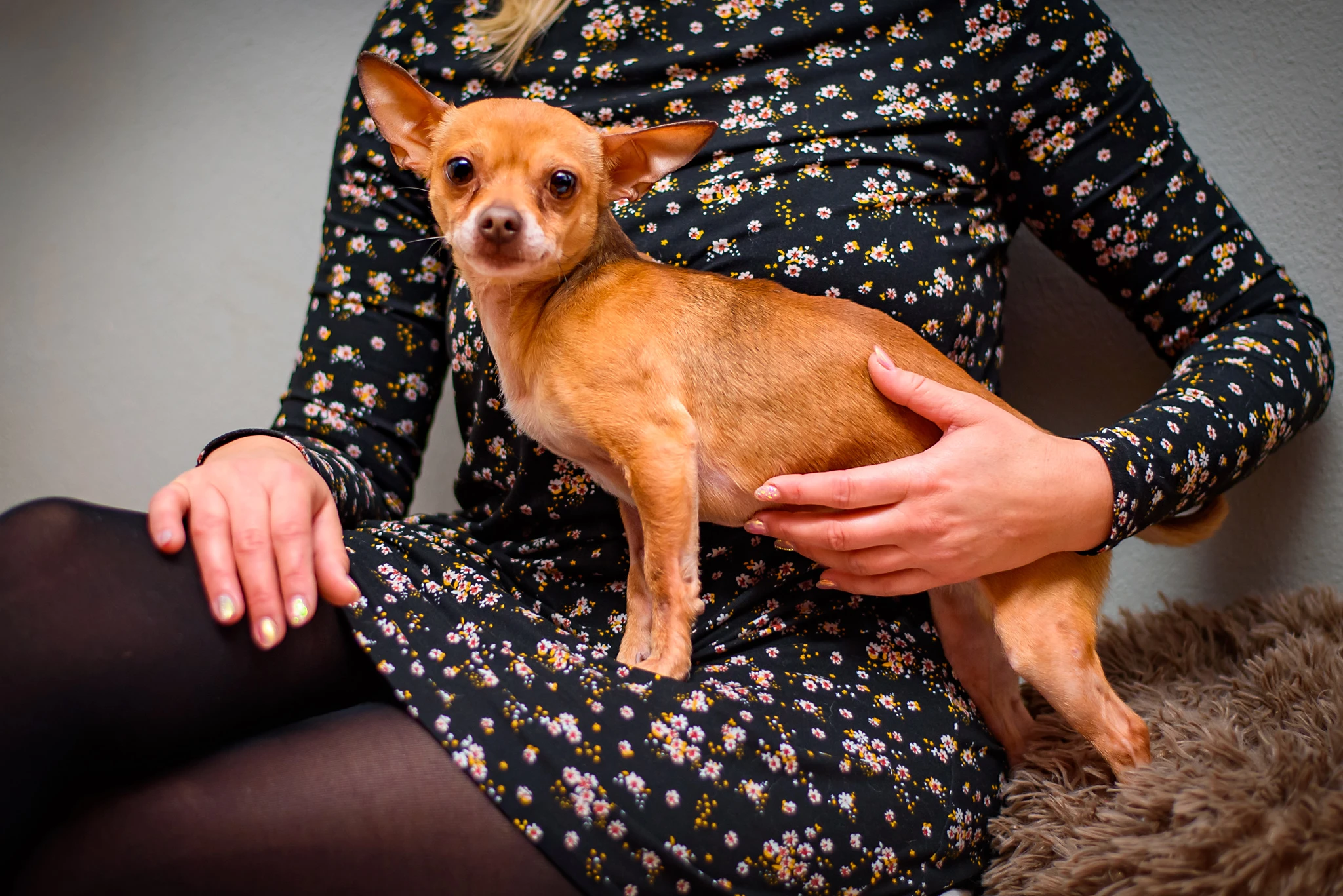 Pralínek – malý, ale opravdu pes čivava k adopci