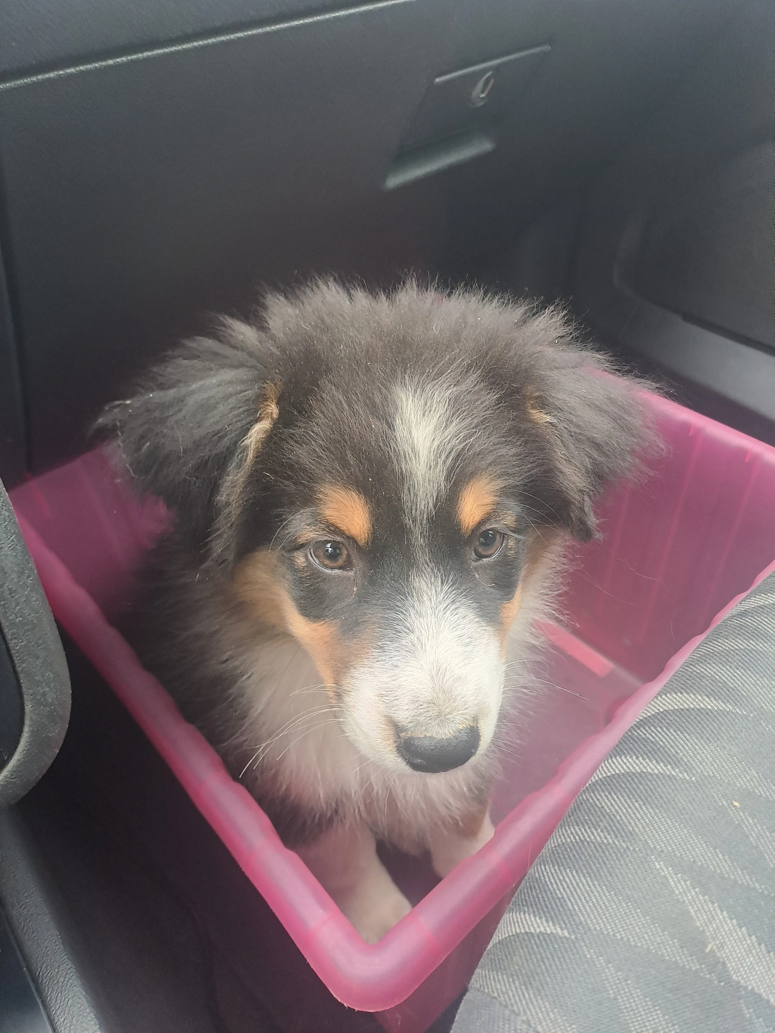 Chovatelská stanice nabízí štěňátka australských ovčáků s PP, nar.: 26. 7. 2025.