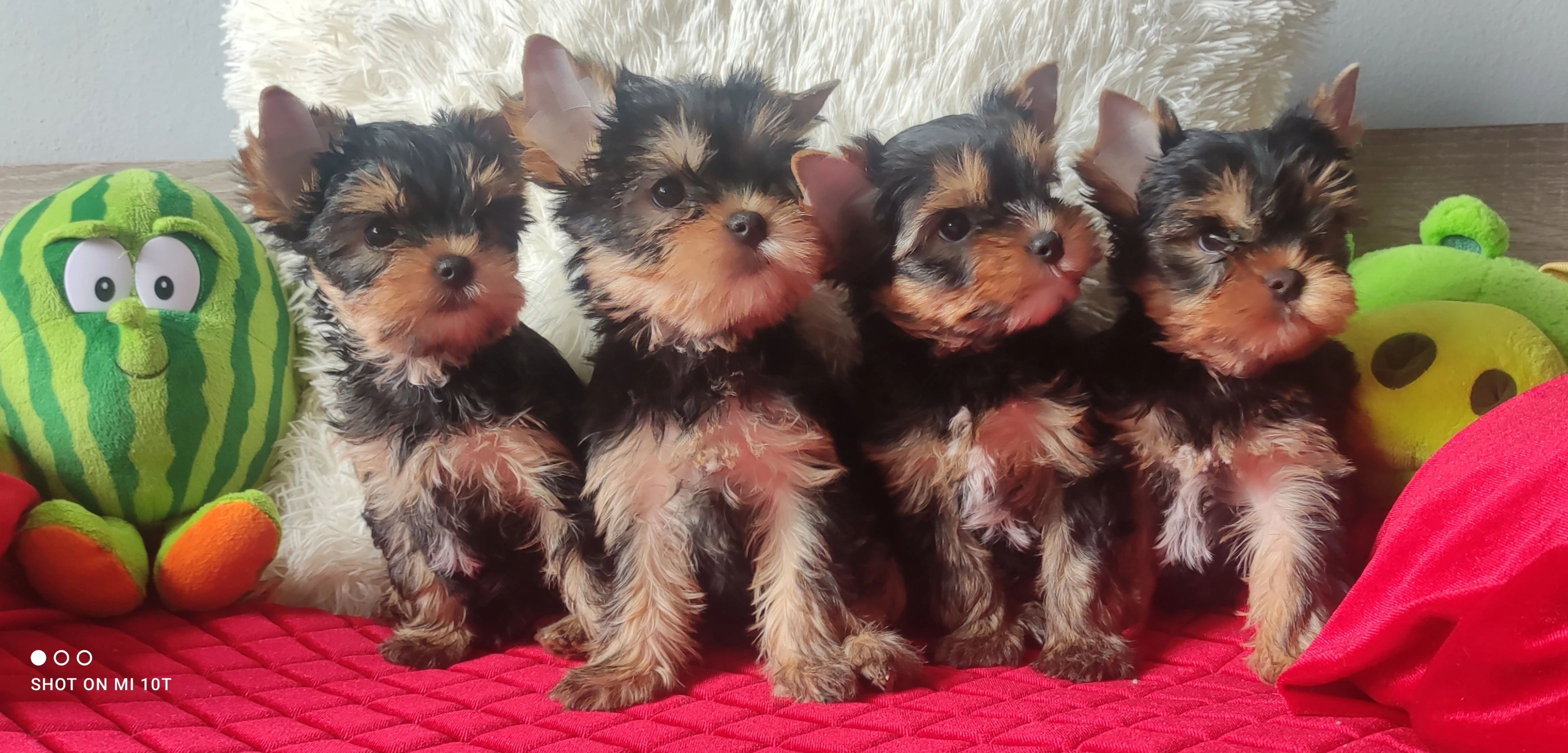 Jorkšírský teriér s PP klasický FCI štěně fenky i pejsci ihned k odběru