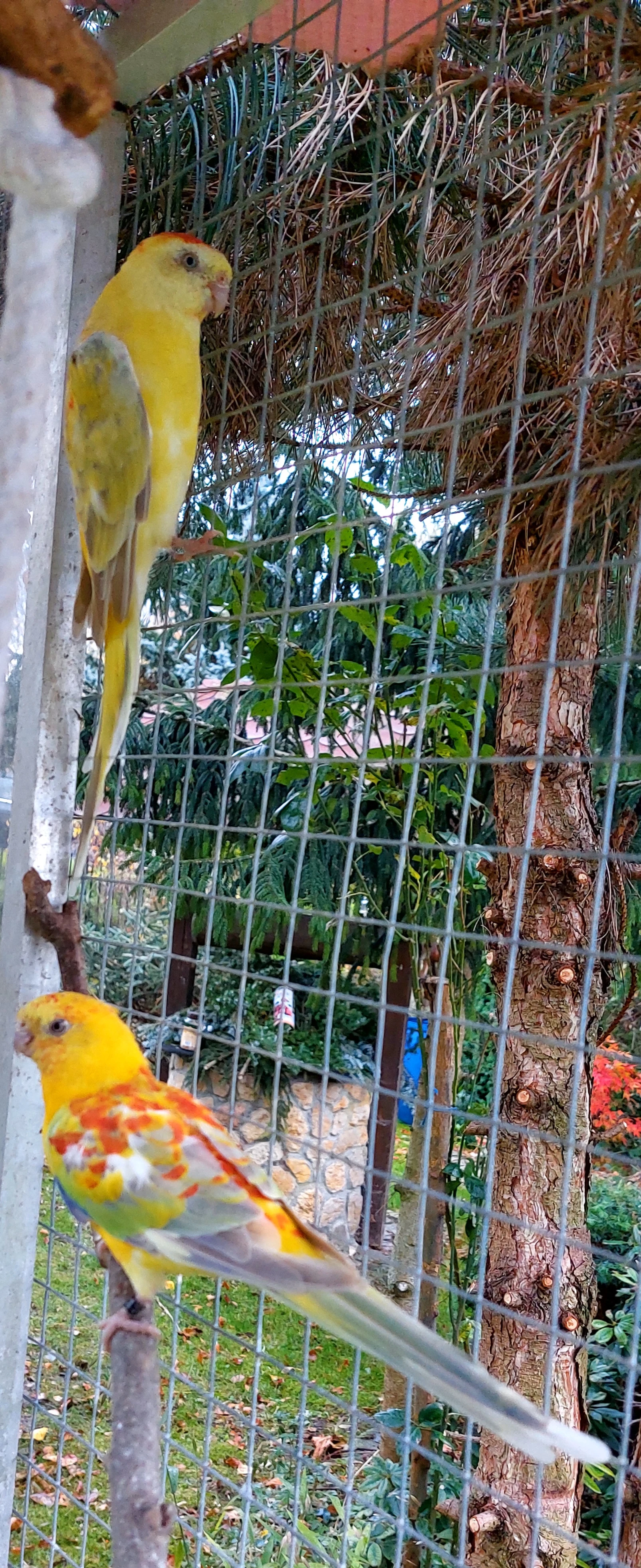 Párek papoušků zpěvavých