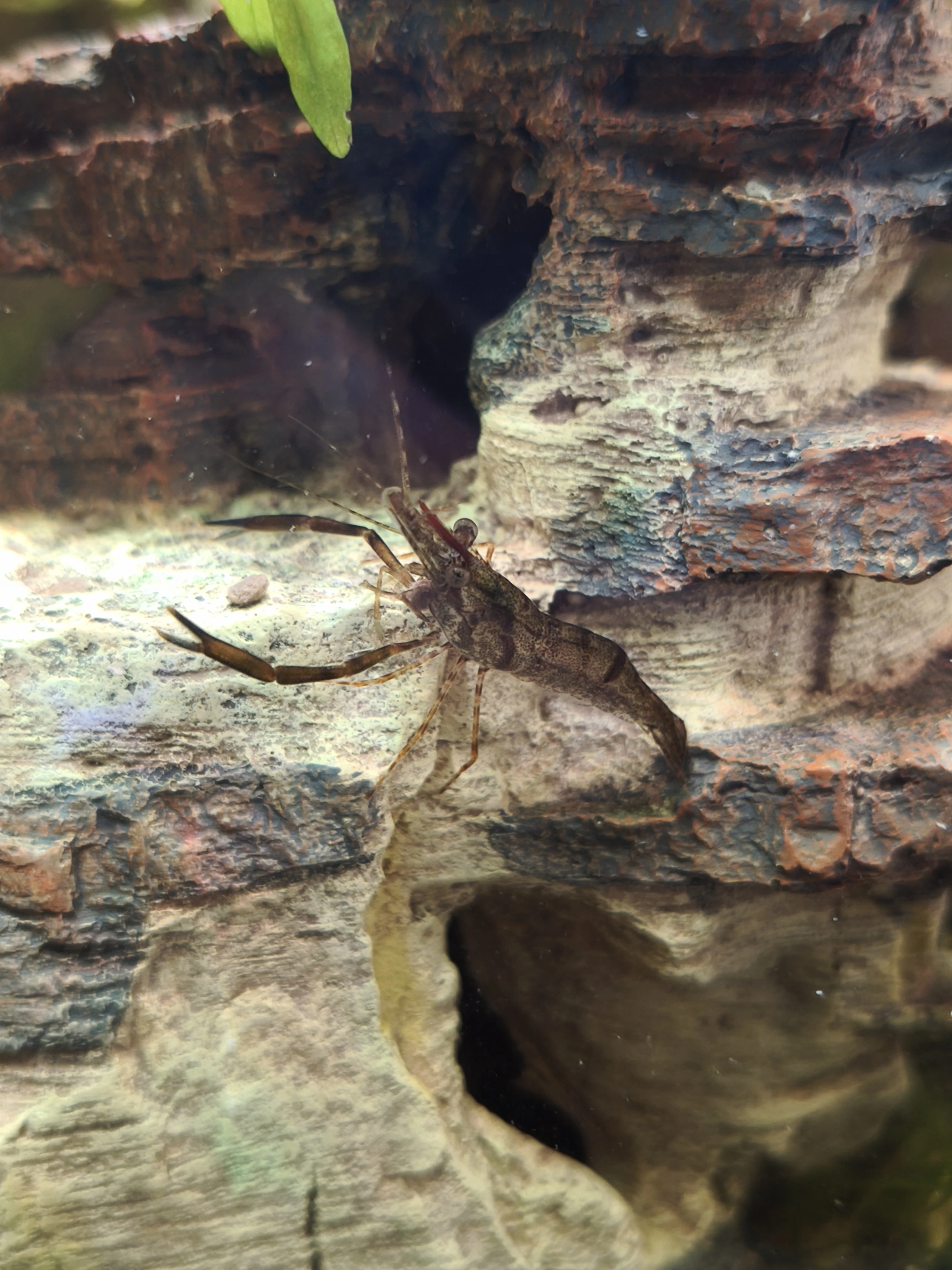 Krevety čokoládové