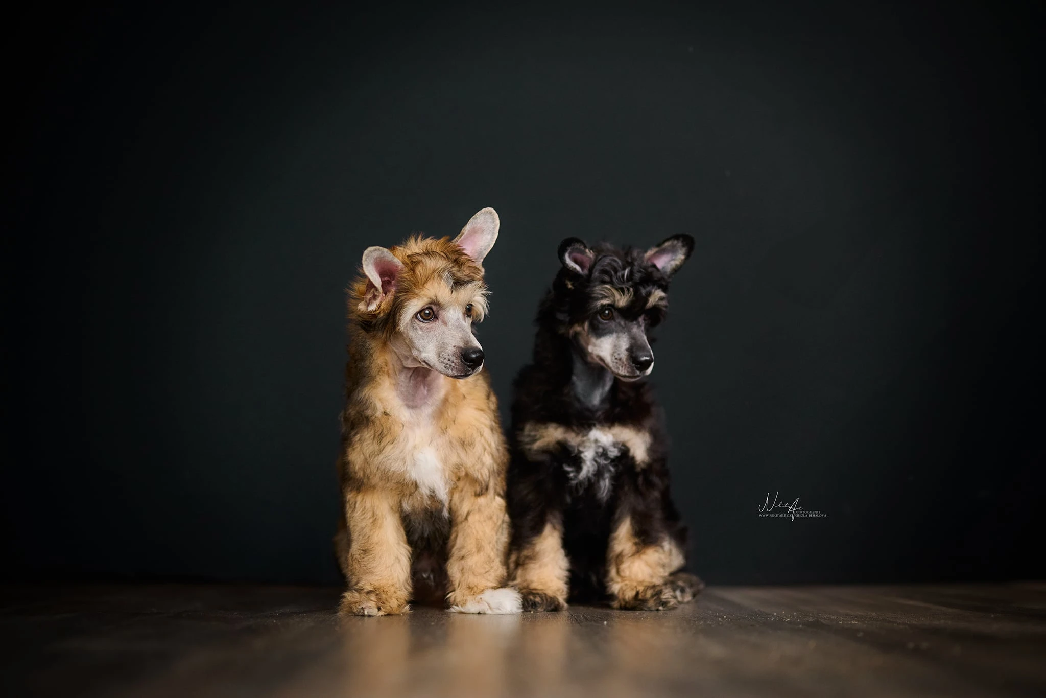 Nabízíme k prodeji  2 volné štěňátka s PP