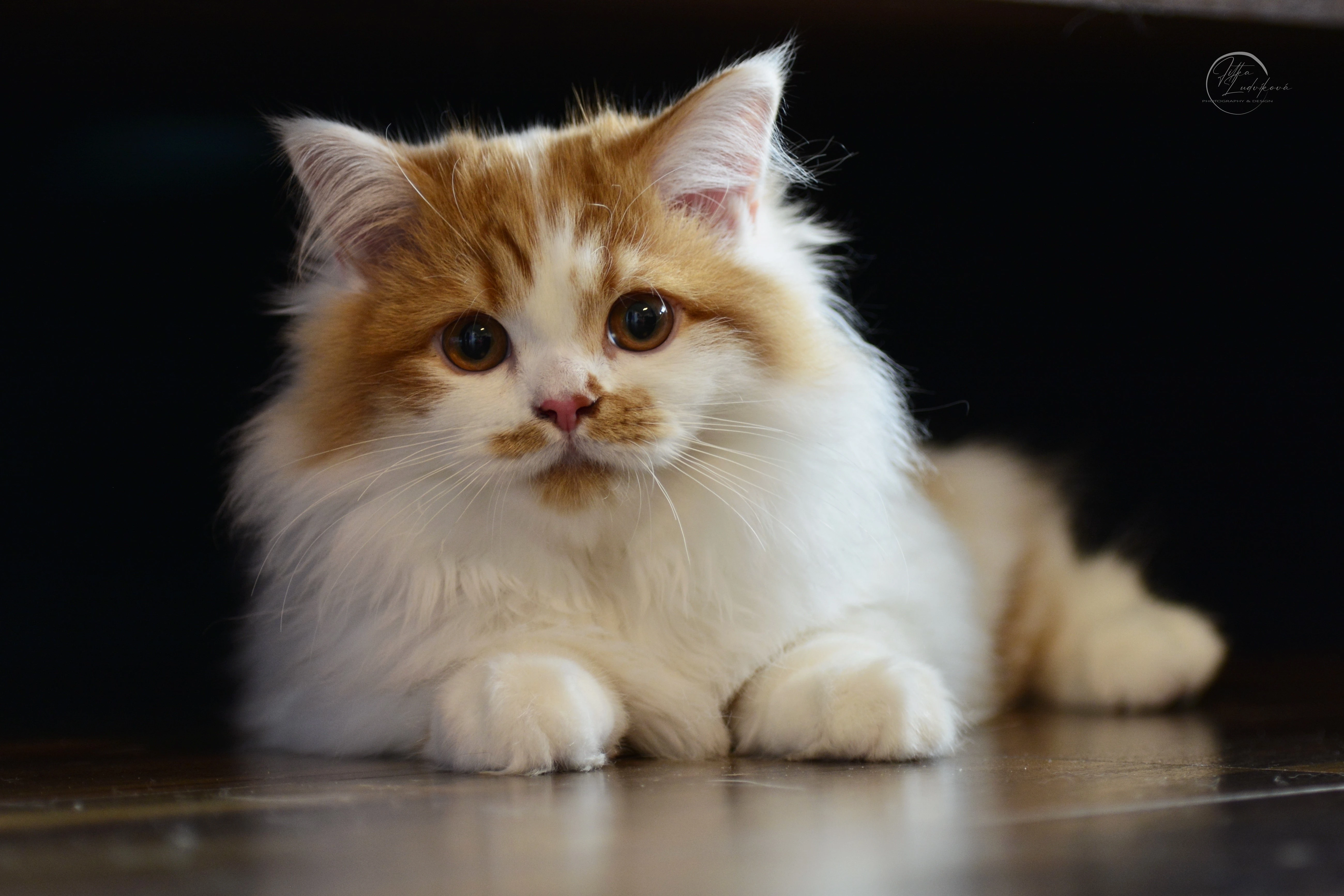 Britský dlouhosrstý kocourek PP