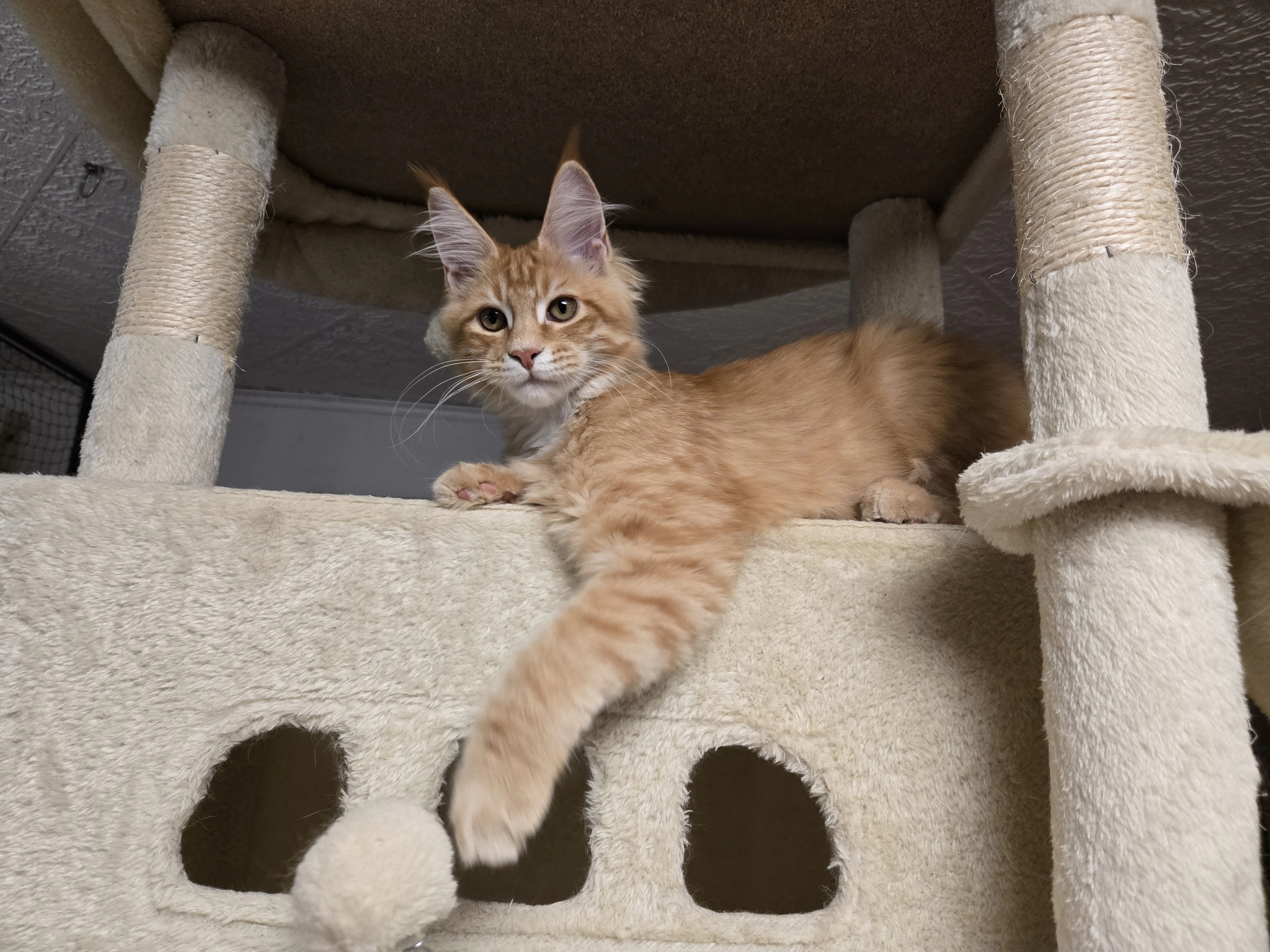 Mainská mývalí koťata s rodokmemem