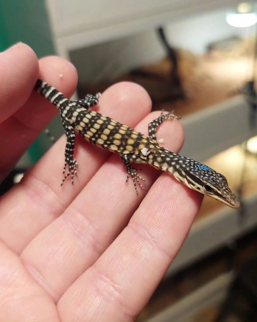 Varanus glauerti na prodej