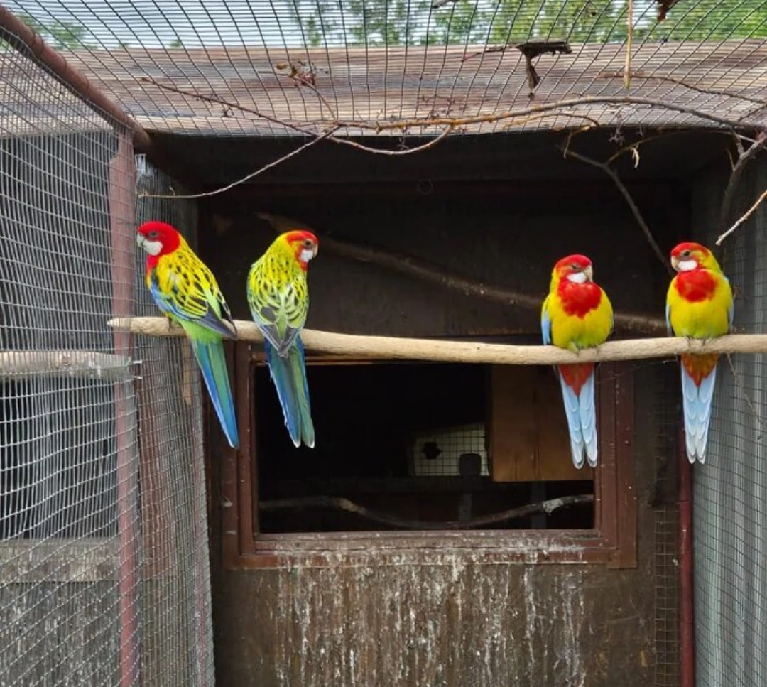 Rosela Golden Mantel