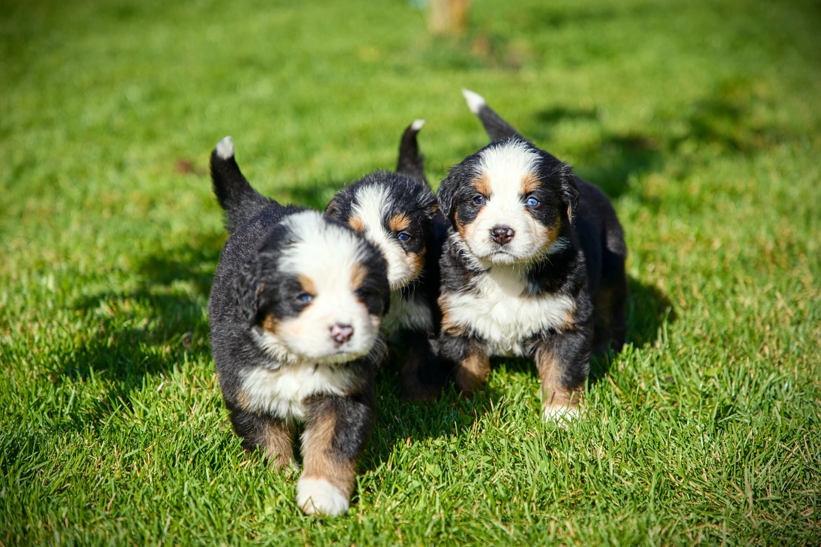 Štěňata, typ bernský salašnický pes