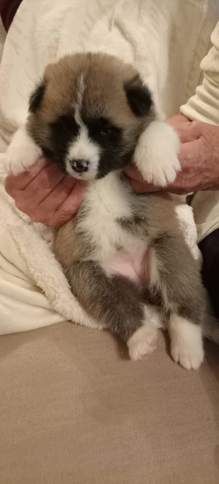 Prodám štěňata akita inu