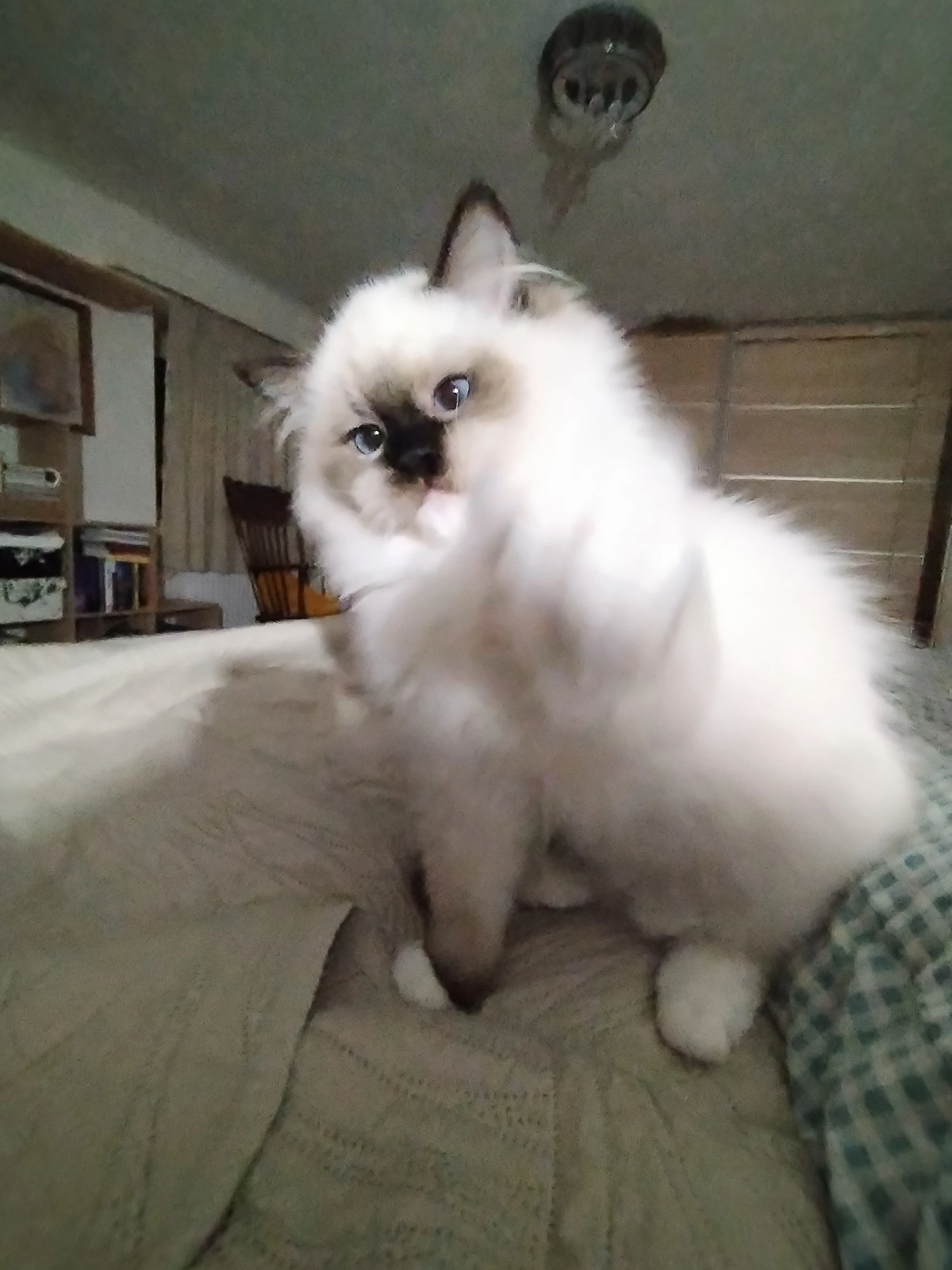 Kočička Charlott s PP