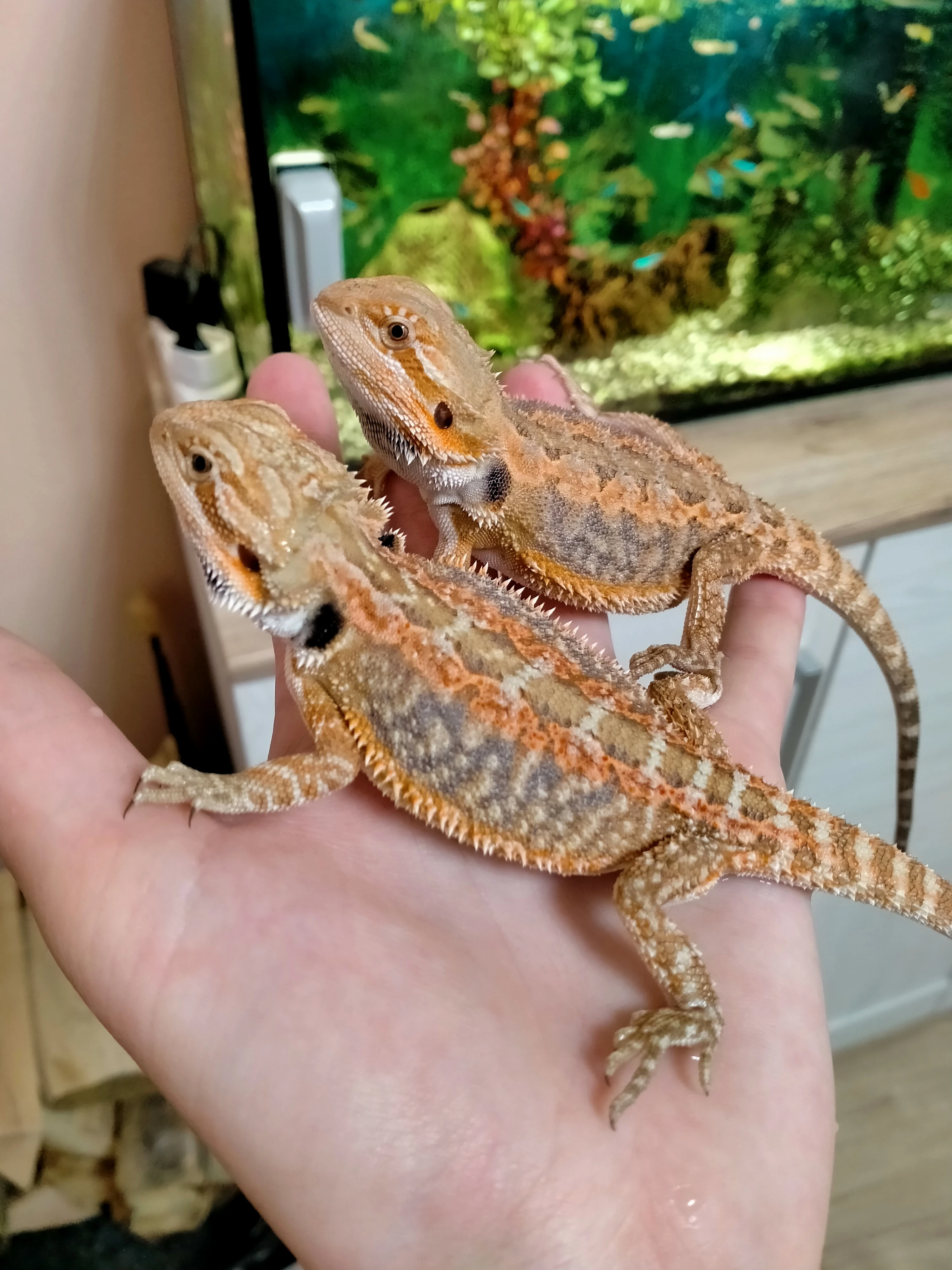 Mláďata agamy vousaté