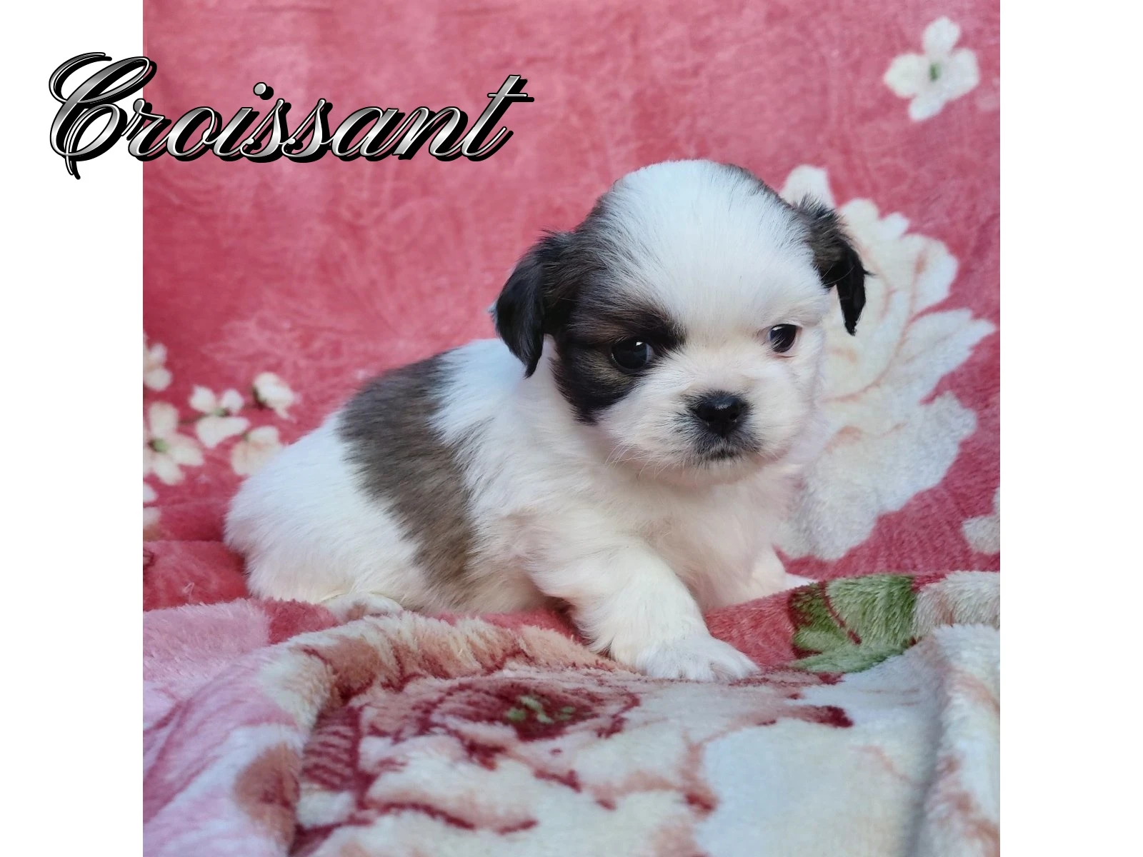 Tibetský španěl - Tibetan Spaniel - s PP