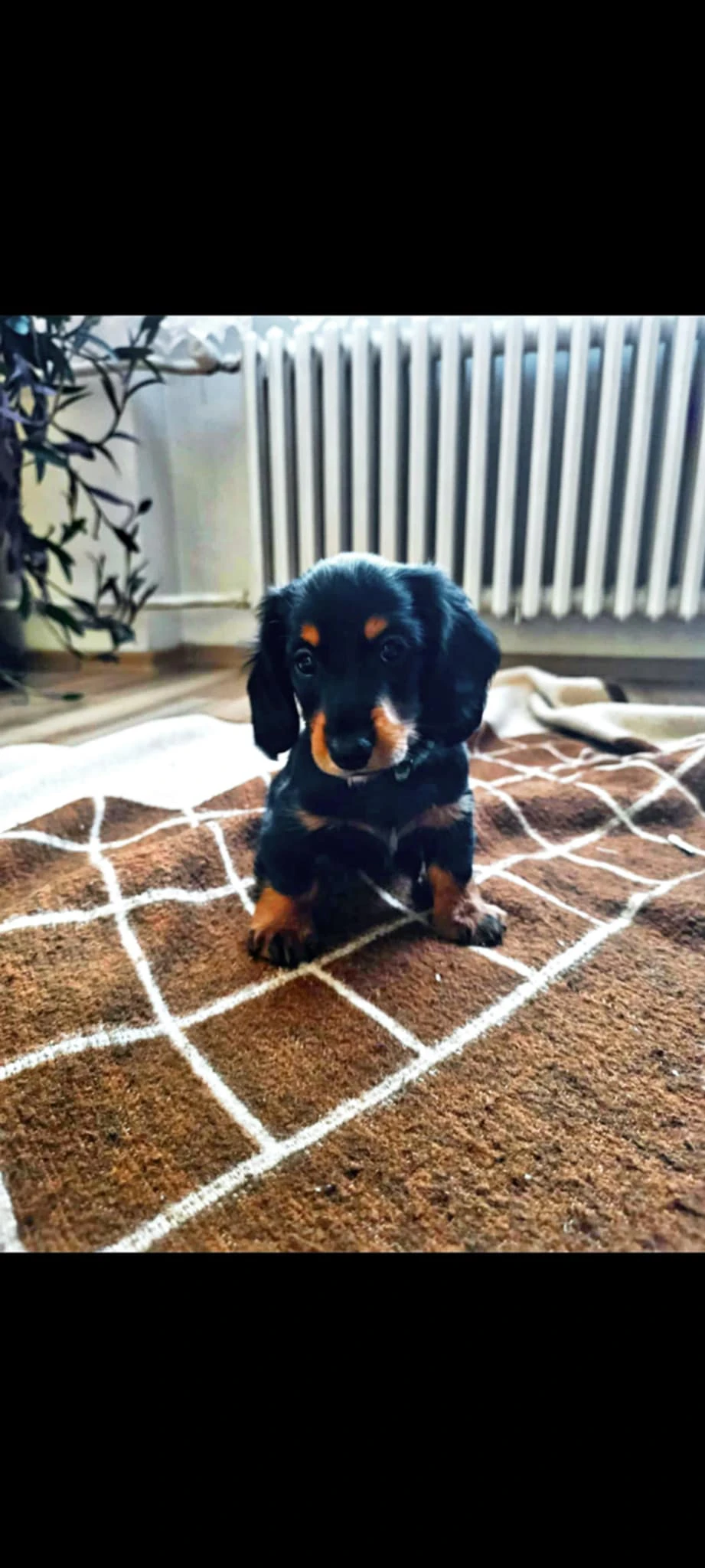 Jezevčík králičí bez PP