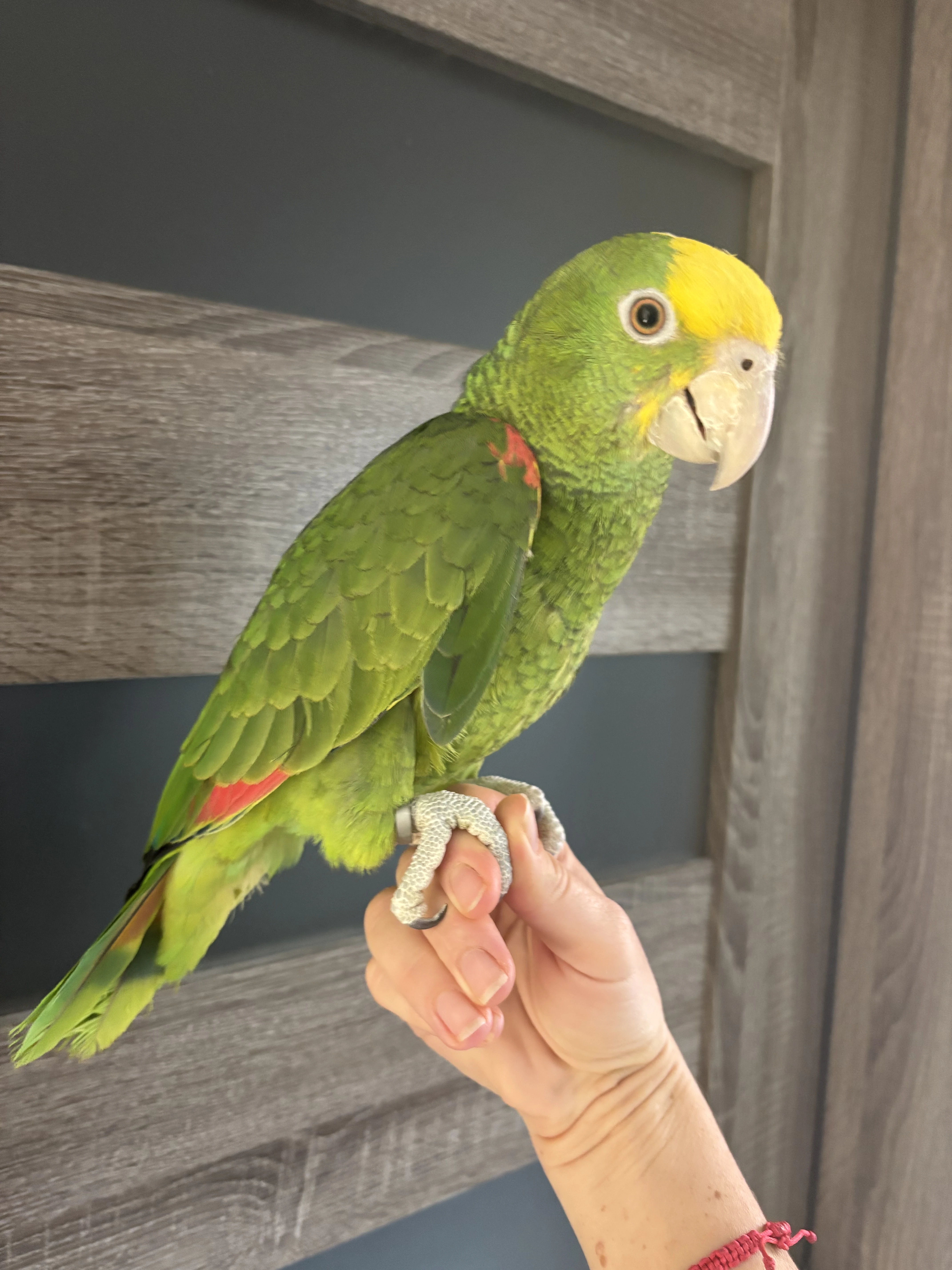 Predám amazoňan oratrix samček