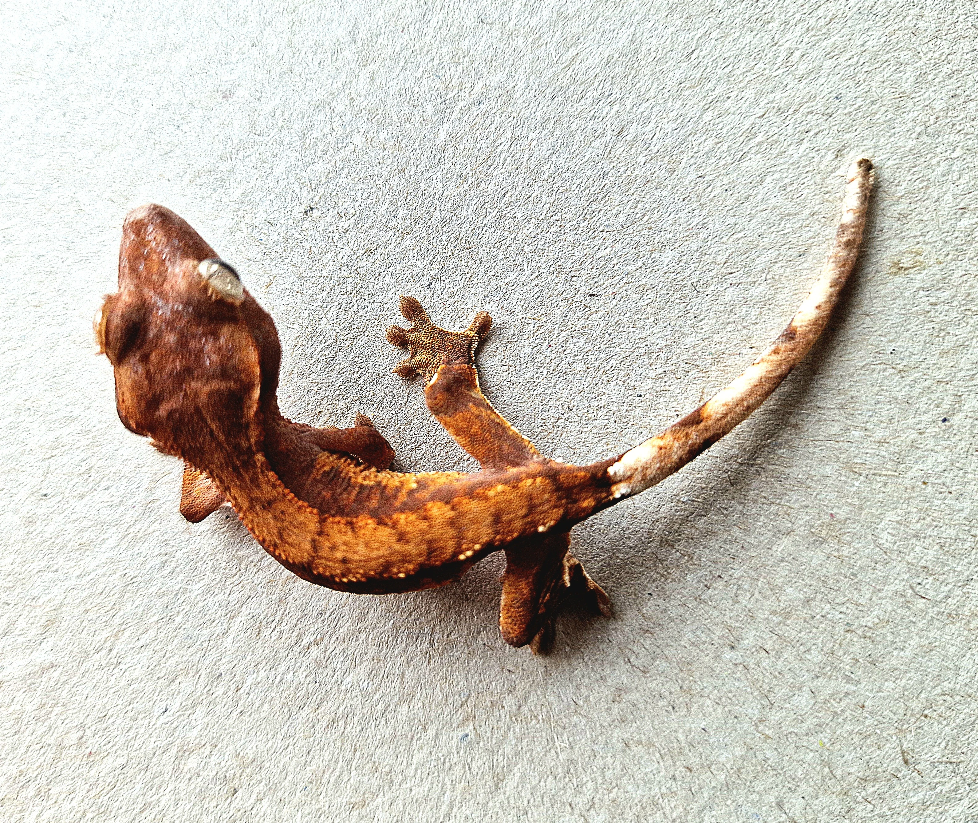 Pagekon řasnatý – vitální mláďata z vlastního odchovu  poslední 3ks