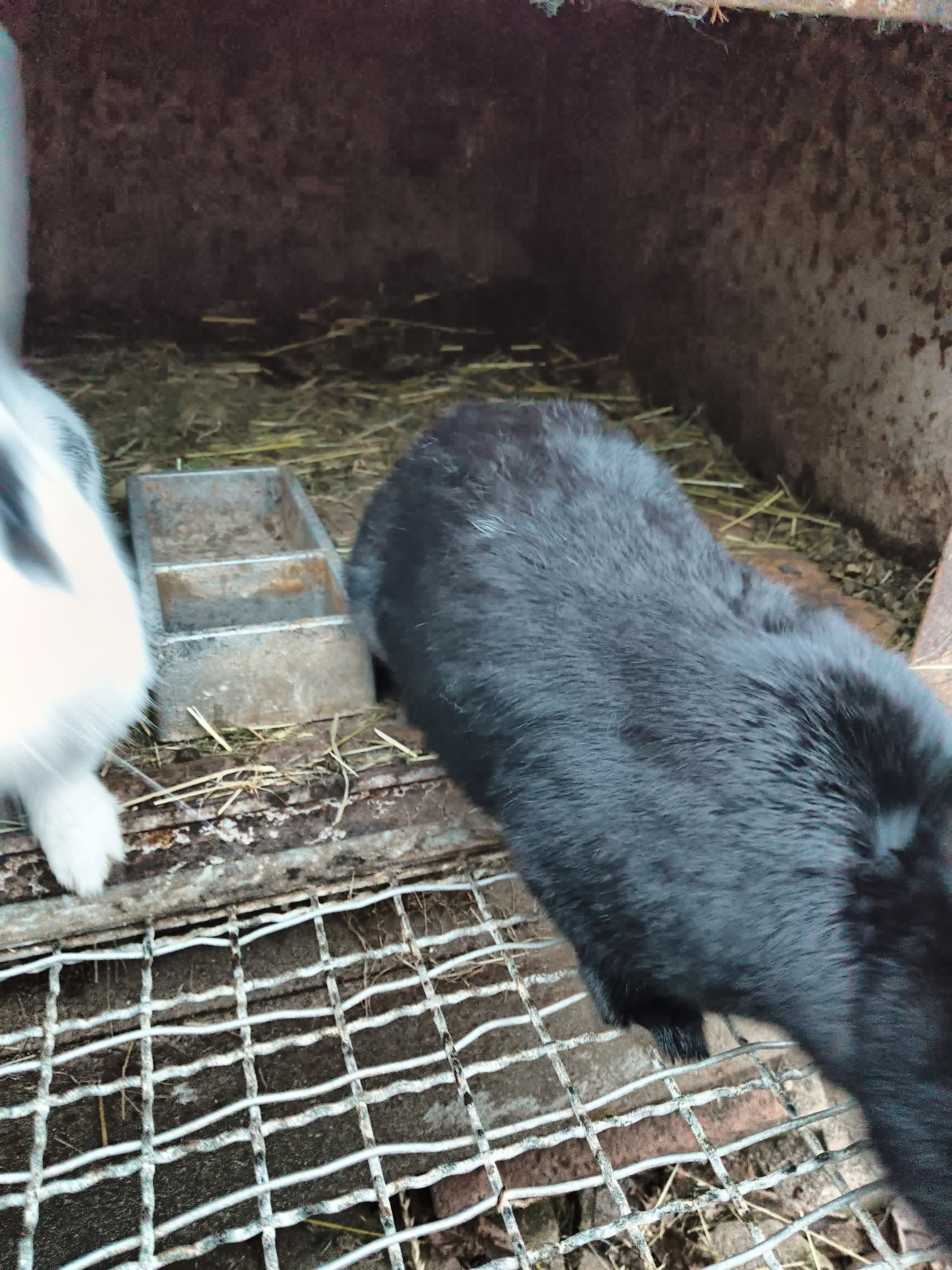 Prodám králíky Český a meklenburský strakáč