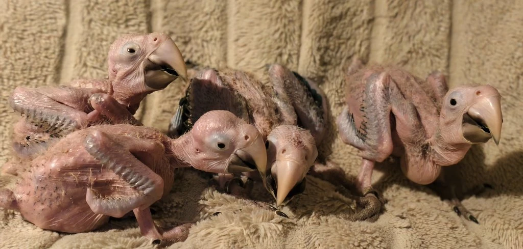 Ara zelenokřídlý (Ara chloroptera)