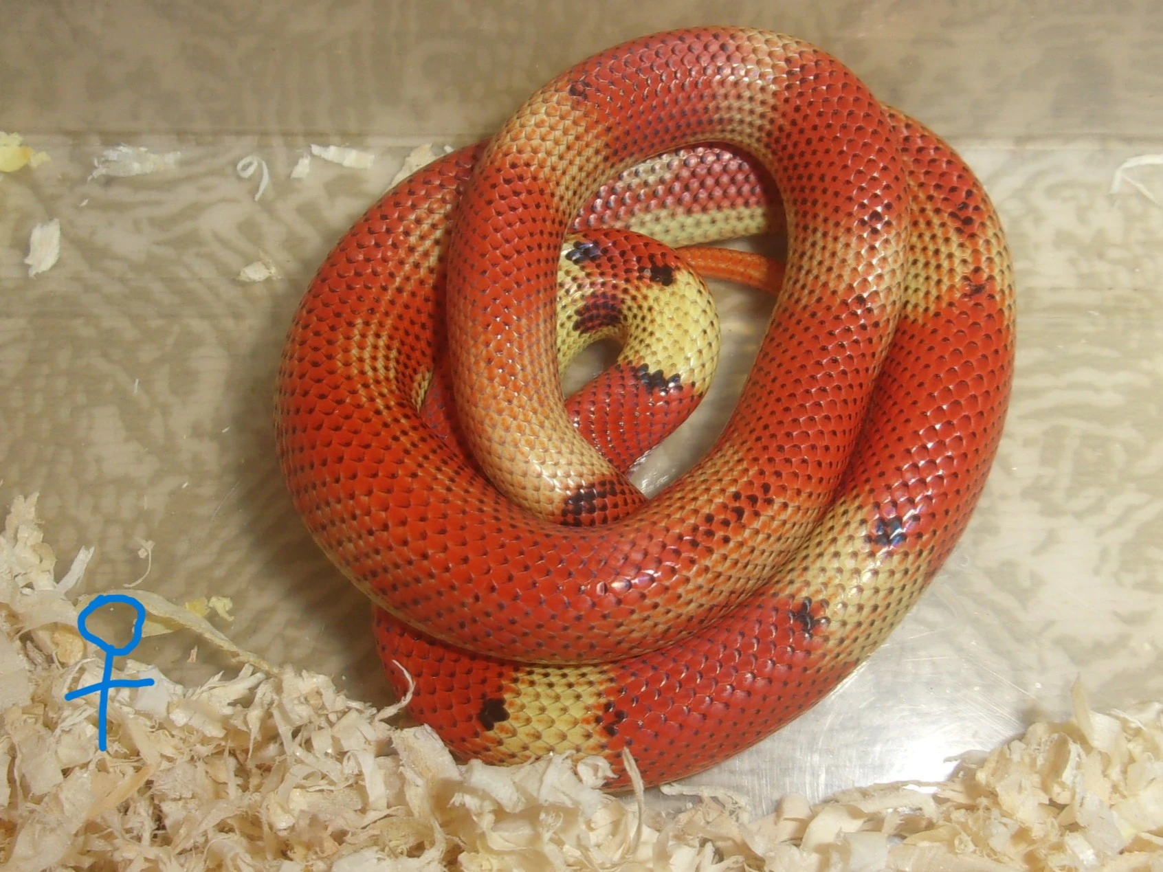 Korálovky L. stuarti