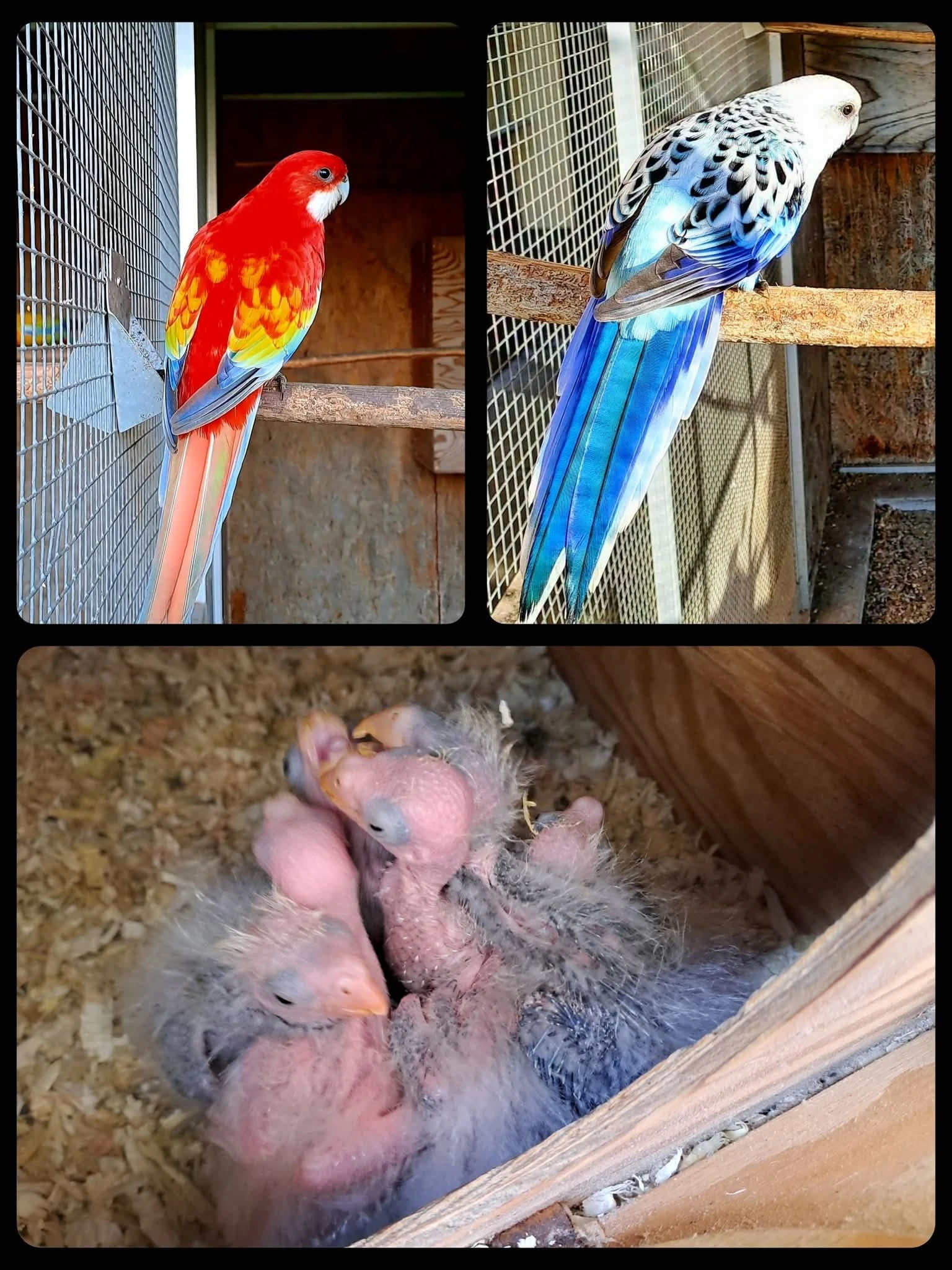 Rozela Goldmantel přírodní / blue, gold, opalin