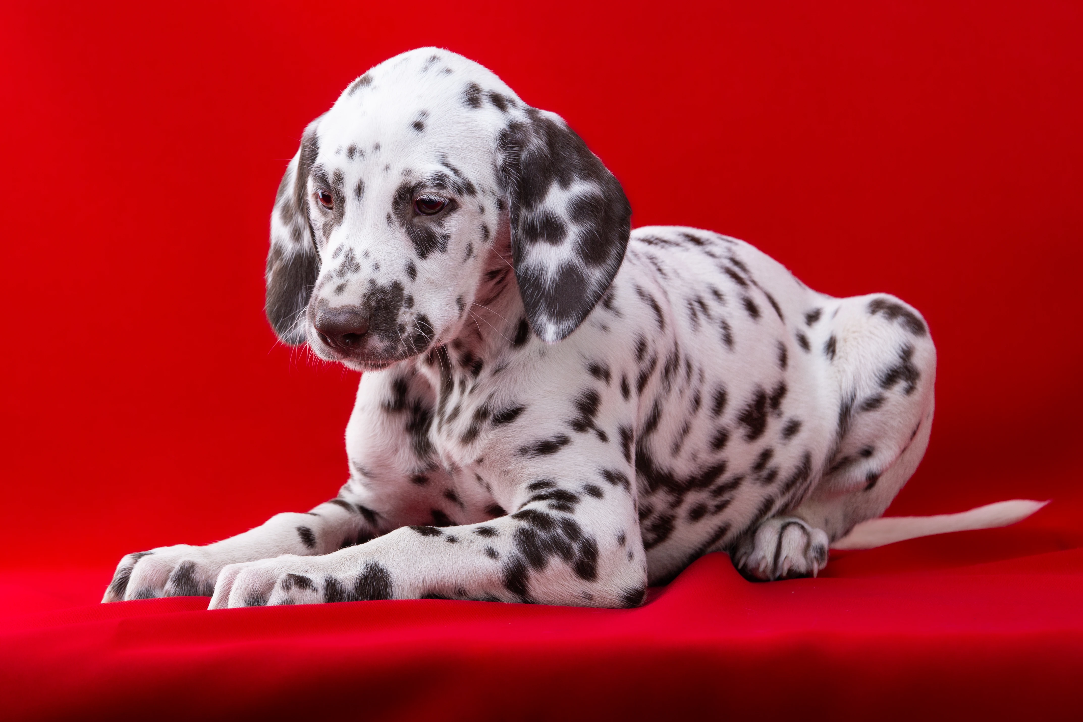 Dalmatin - štěňátka s PP FCI