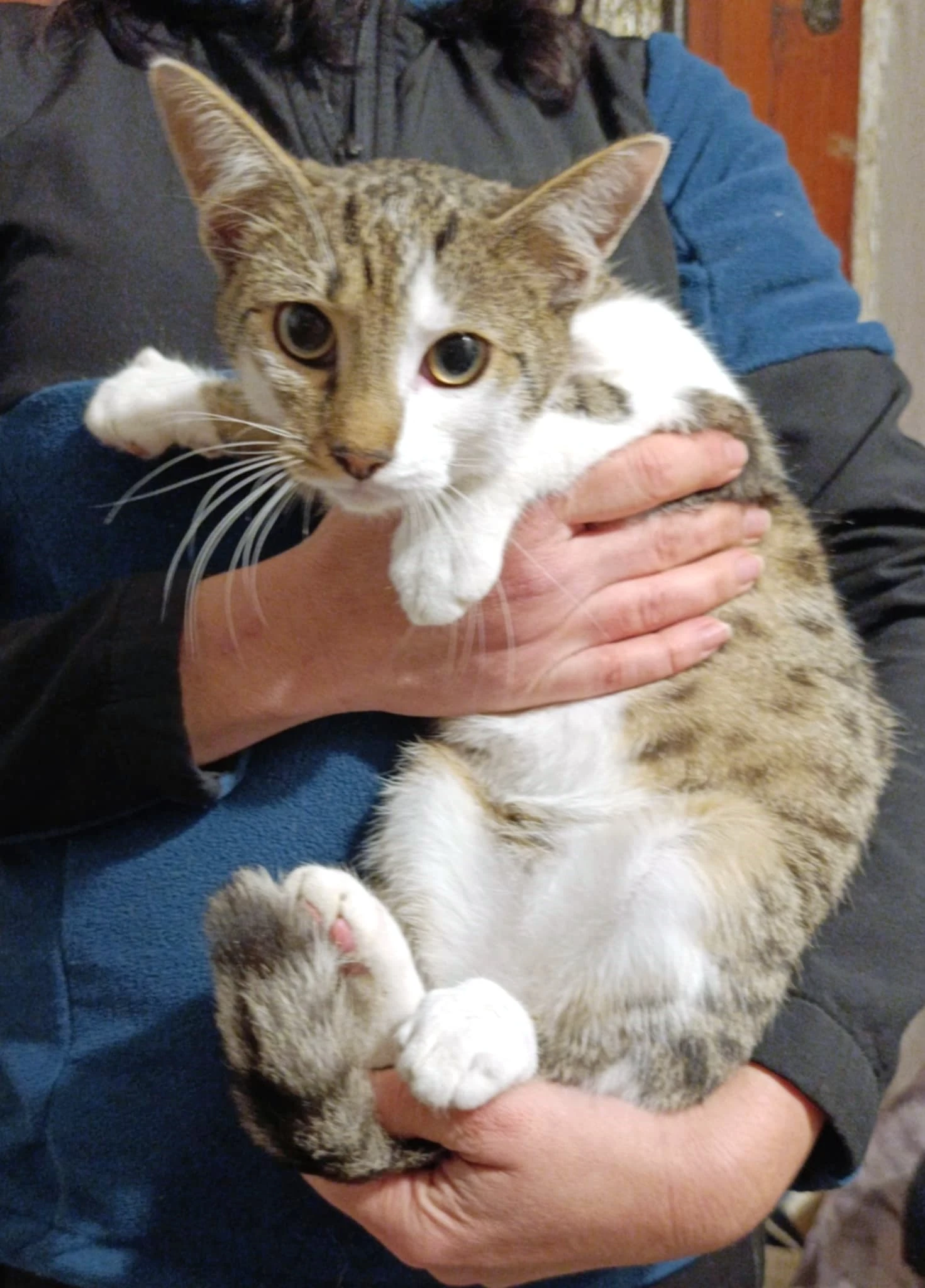 Kocourek Porto hledá nový domov