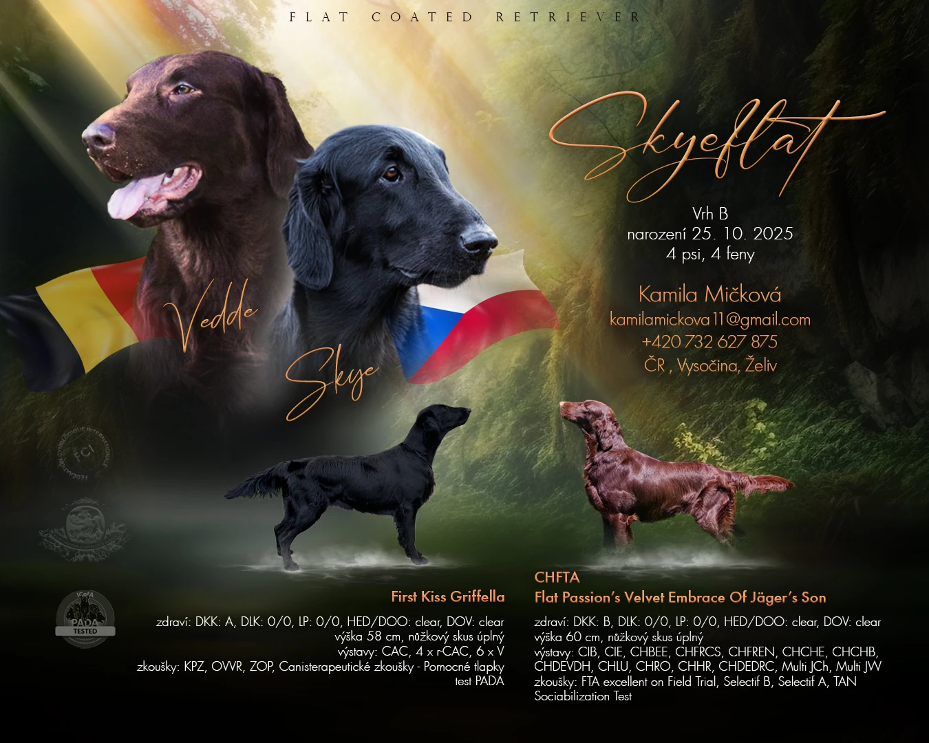 Štěně Flatcoated retriever