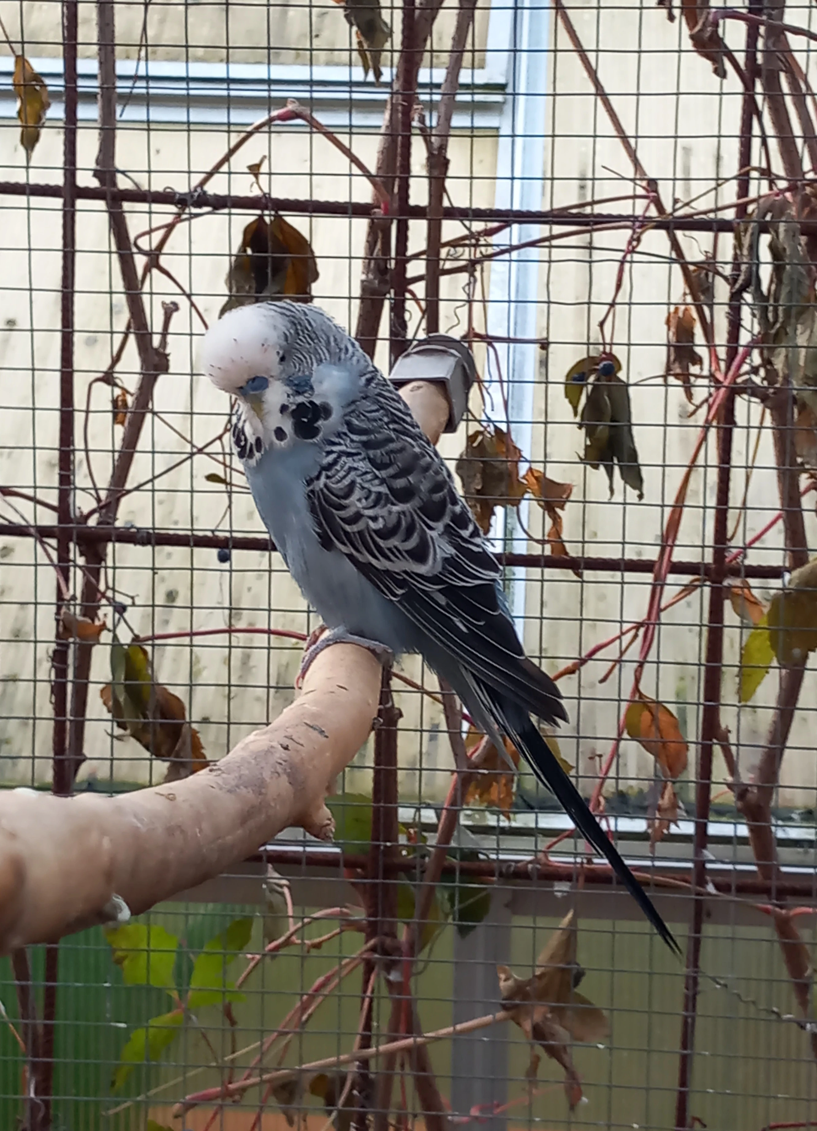 Andulky, chovné páry