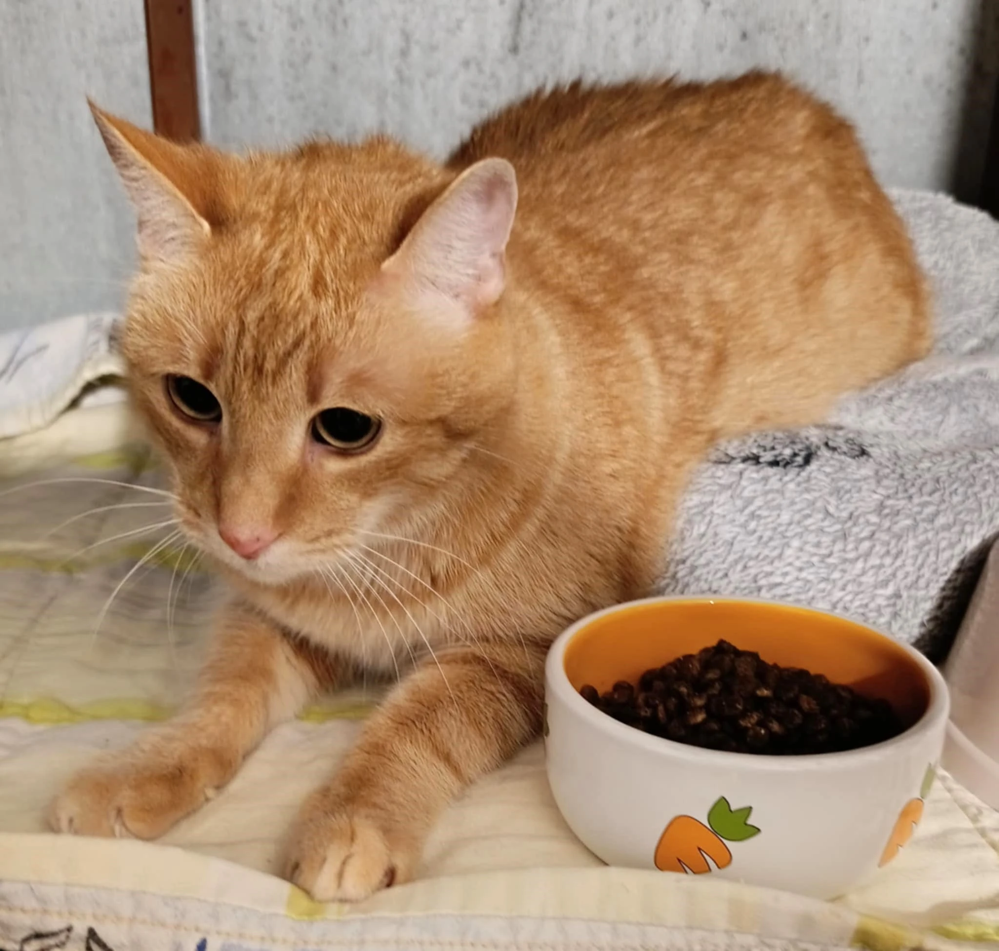 Kocourek Ron hledá nový domov