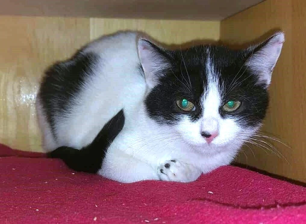 Kočička Esterka hledá nový domov