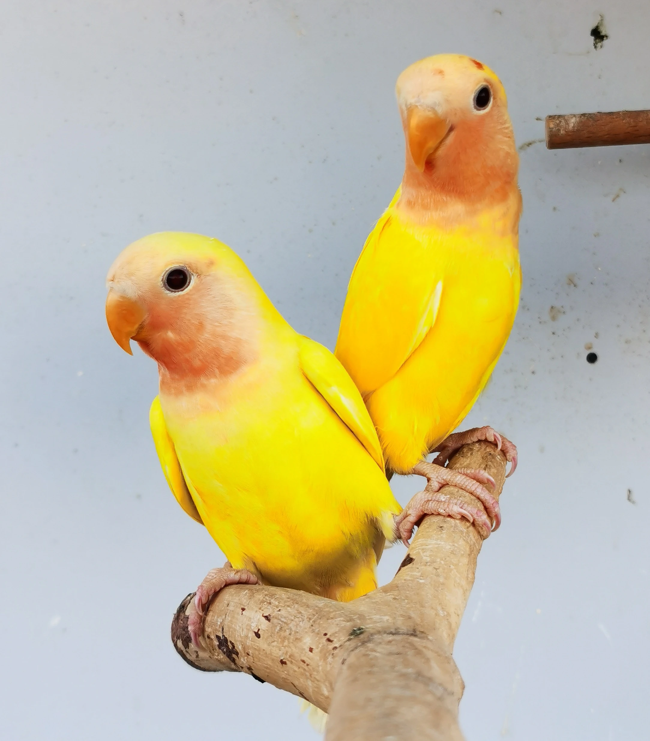 Agapornis růžohrdlý lutino s DNA