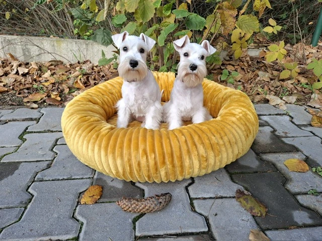 Knírač malý bílý - štěňátka s PP - fenky