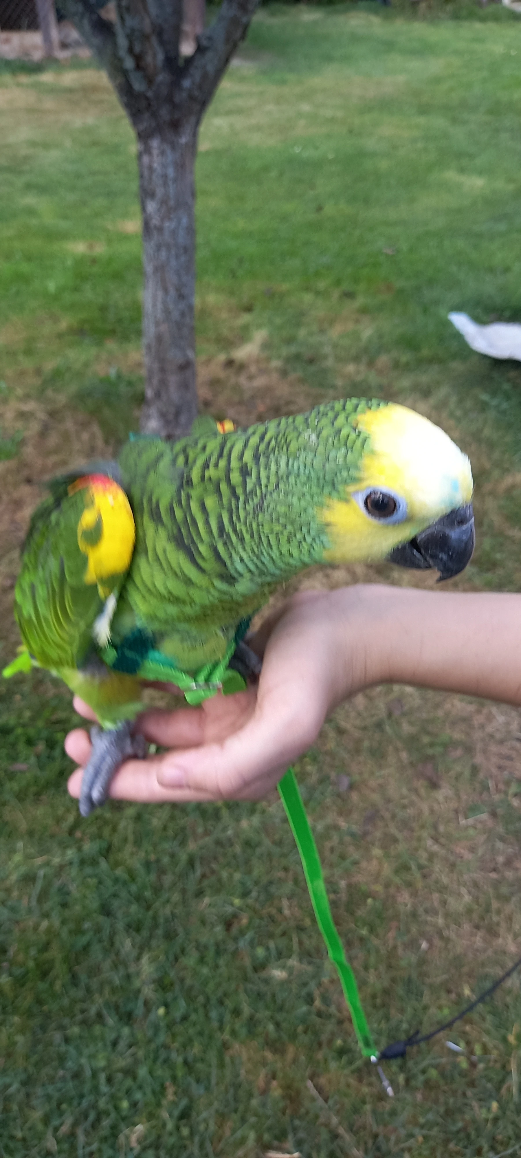 Amazoňan modročelý