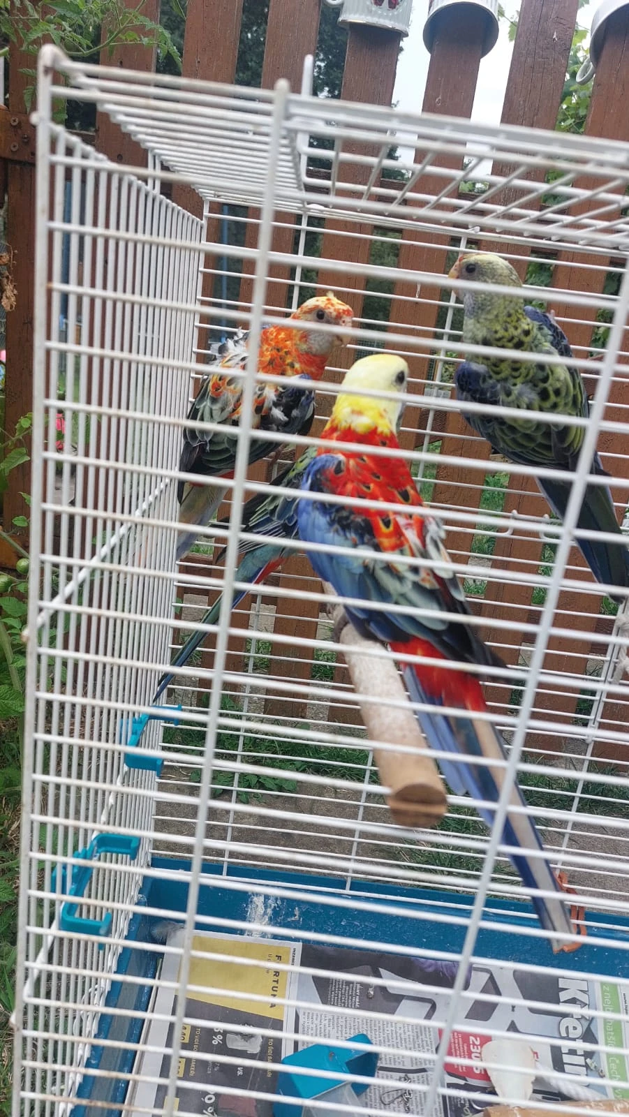 Rosela žlutohlavá opalín