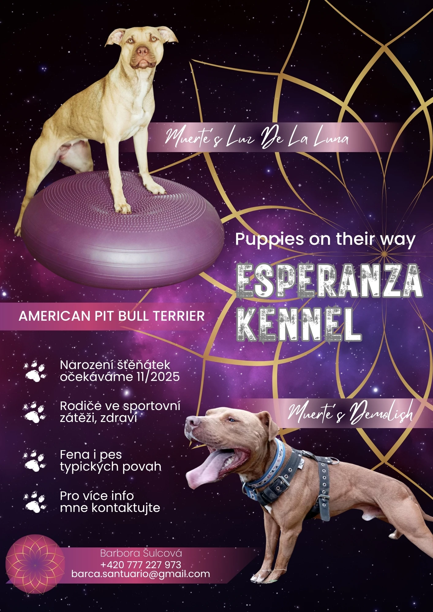 Americký pitbulterier štěňata s PP