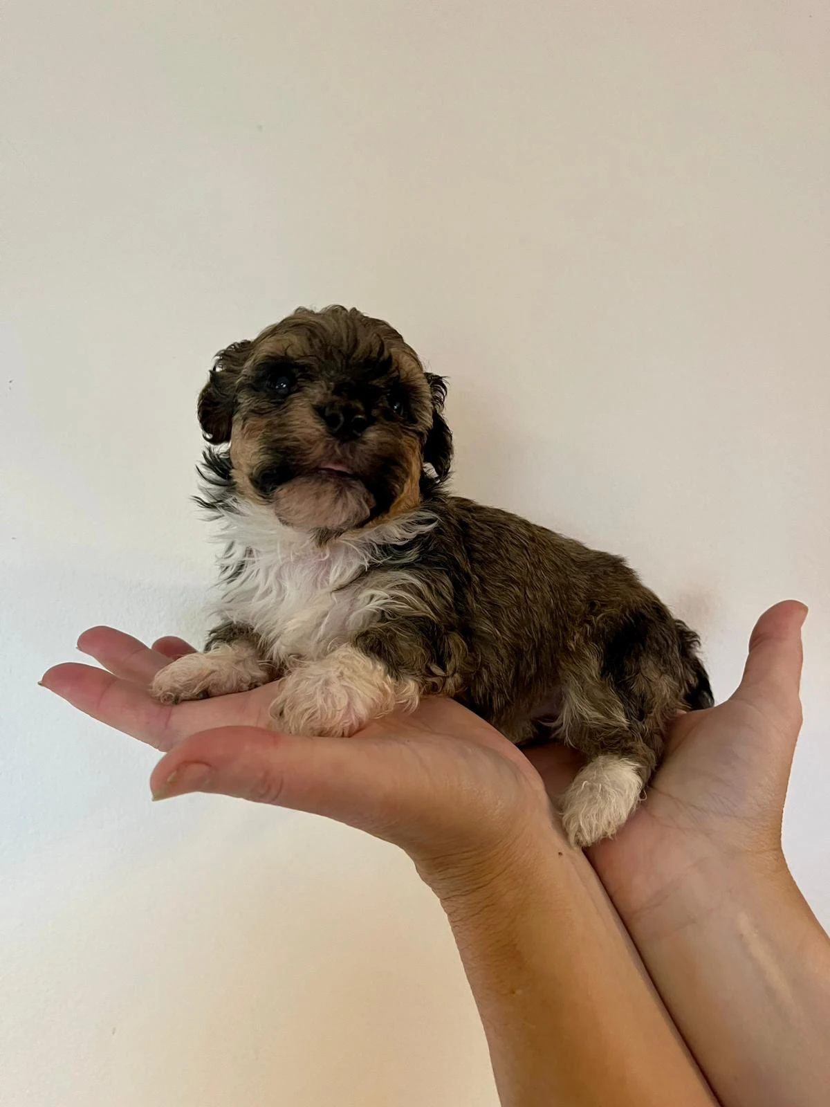 Havanský psík - štěňata s PP