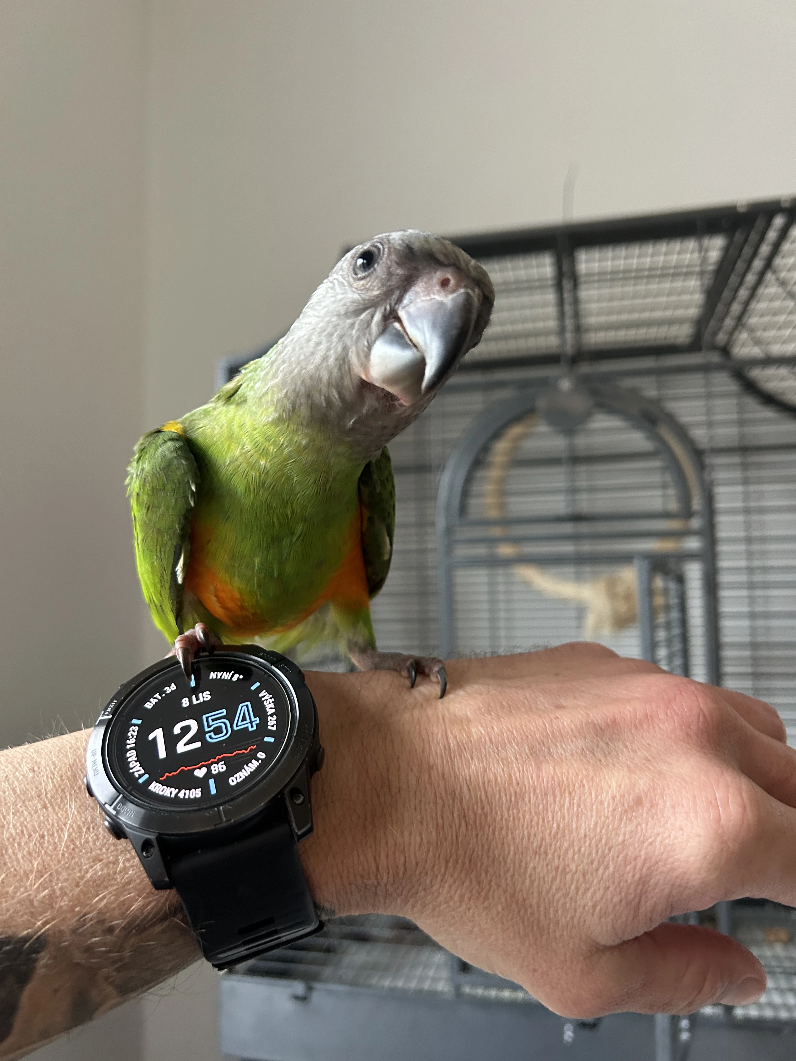 Dokrmený papoušek senegalský