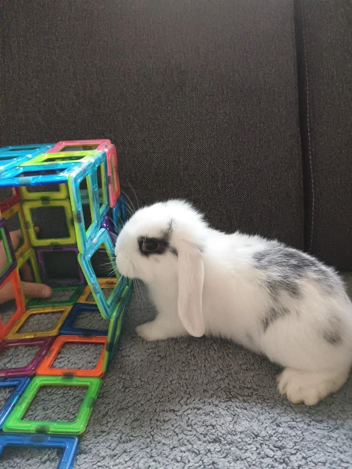 Zakrslý králík beránek bílý s černými znaky - kluk