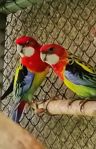 Prodám Rosely pestré